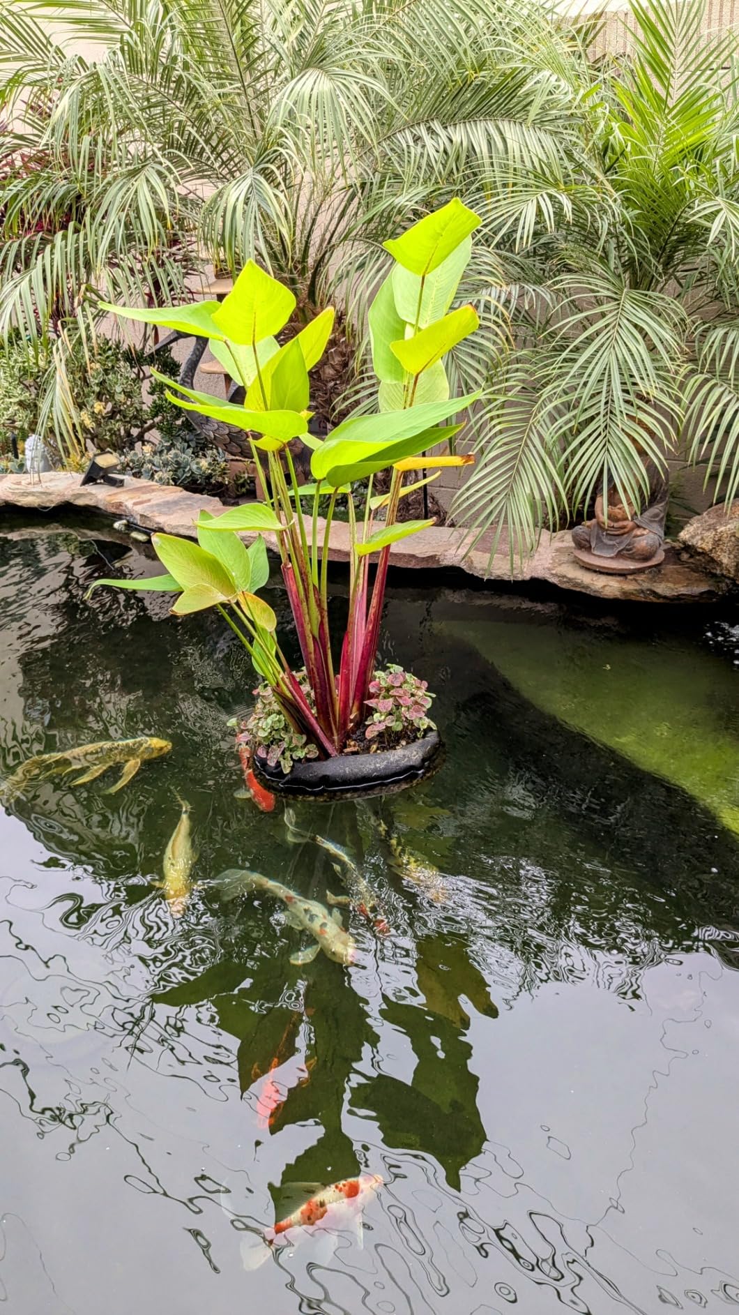 Aquascape Floating Island Planter for Ponds, Gardens, and Water Features | 89006, Black customer photo 2