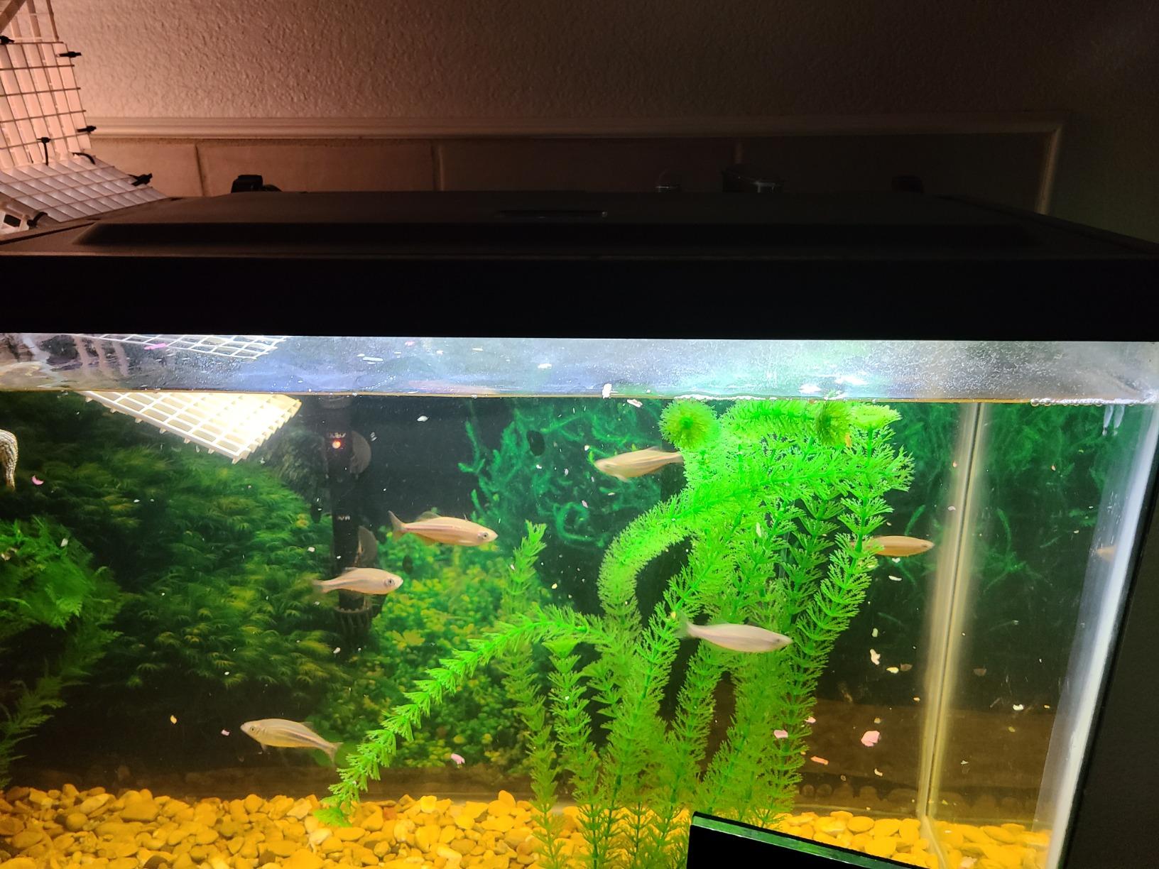 Tetra LED Aquarium Hood 20 in x 10 in, Low-Profile Fish Tank Cover | With Hidden Lighting customer photo 1