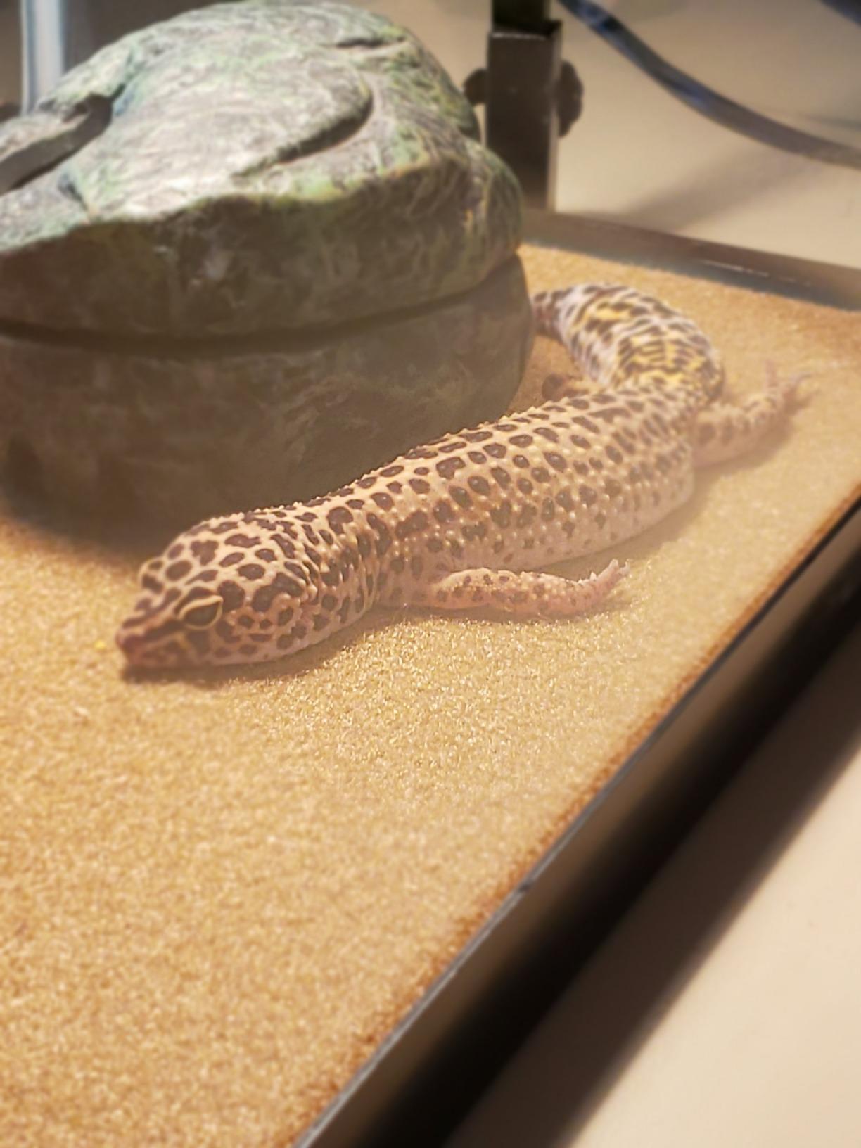 Zoo Med Reptitherm Undertank Heater 10-20 Gal 6x8 customer photo 2