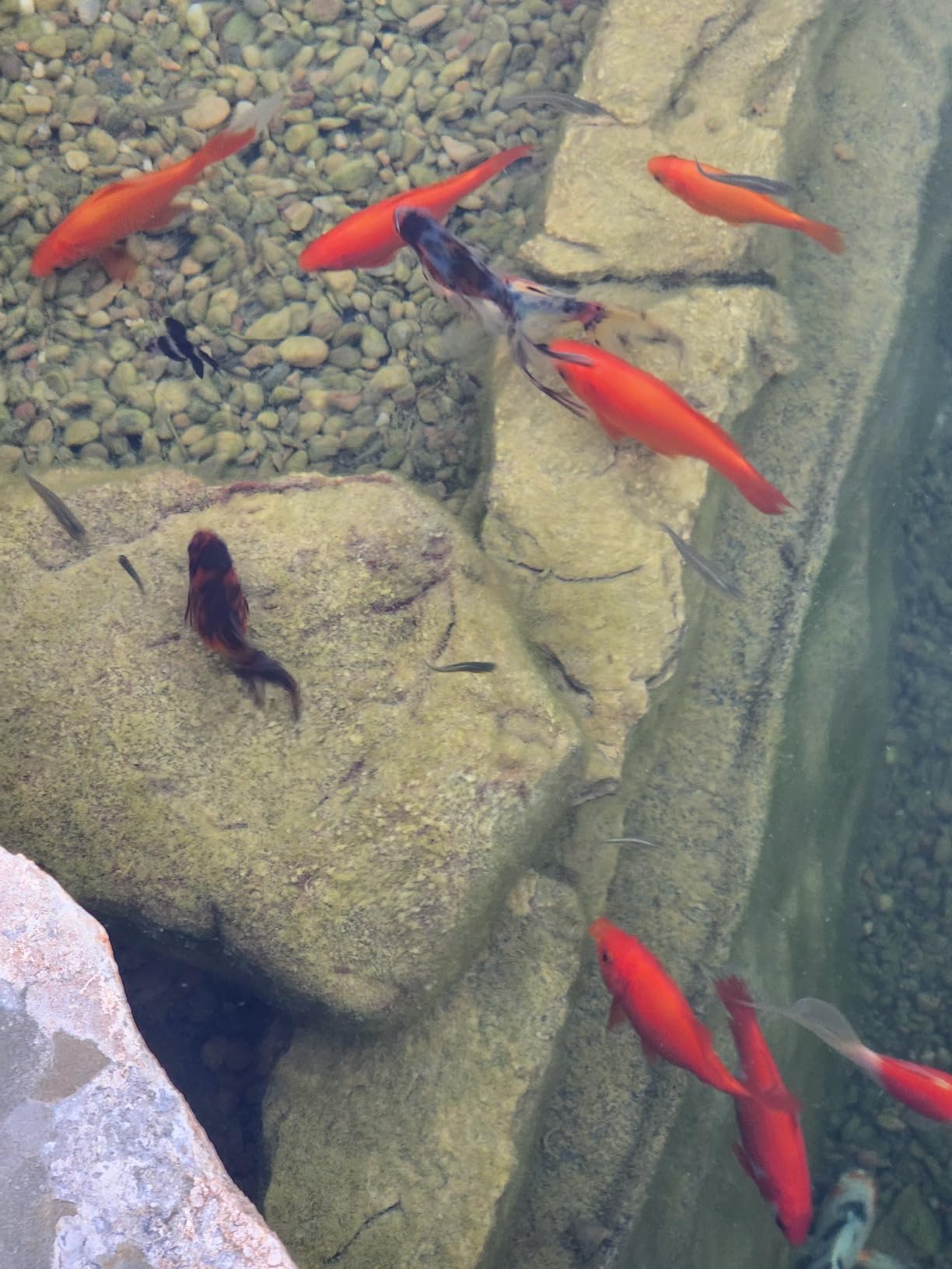 Omega One Goldfish Pellets, Sinking, Small, 2.75 lb customer photo 1
