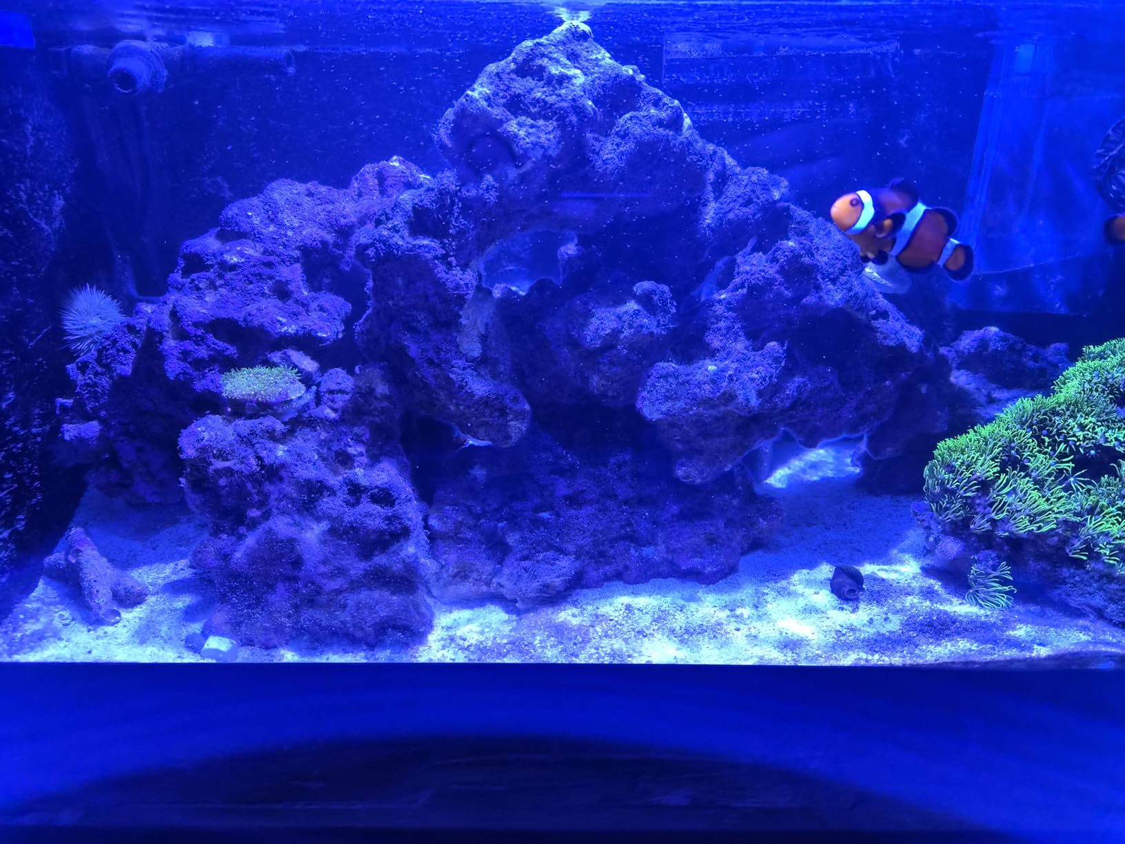 CaribSea LifeRock Base Rock - 40 lbs - Natural Aragonite Rock for Custom Aquascaping, Supports Marine & Reef Environments, Enhances Tank Stability customer photo 1