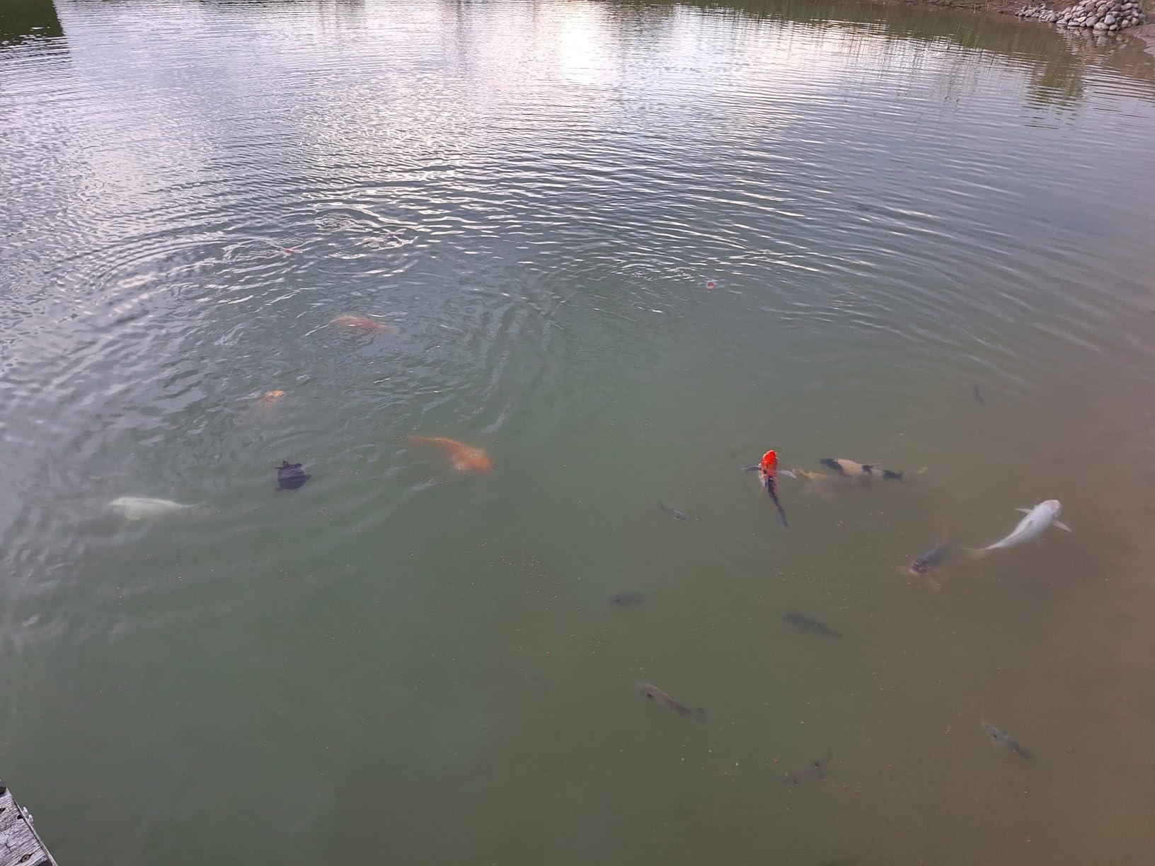 Mazuri Koi Floating Pond Nuggets, Floating Koi Fish Food for Ponds, 20 lbs customer photo 1