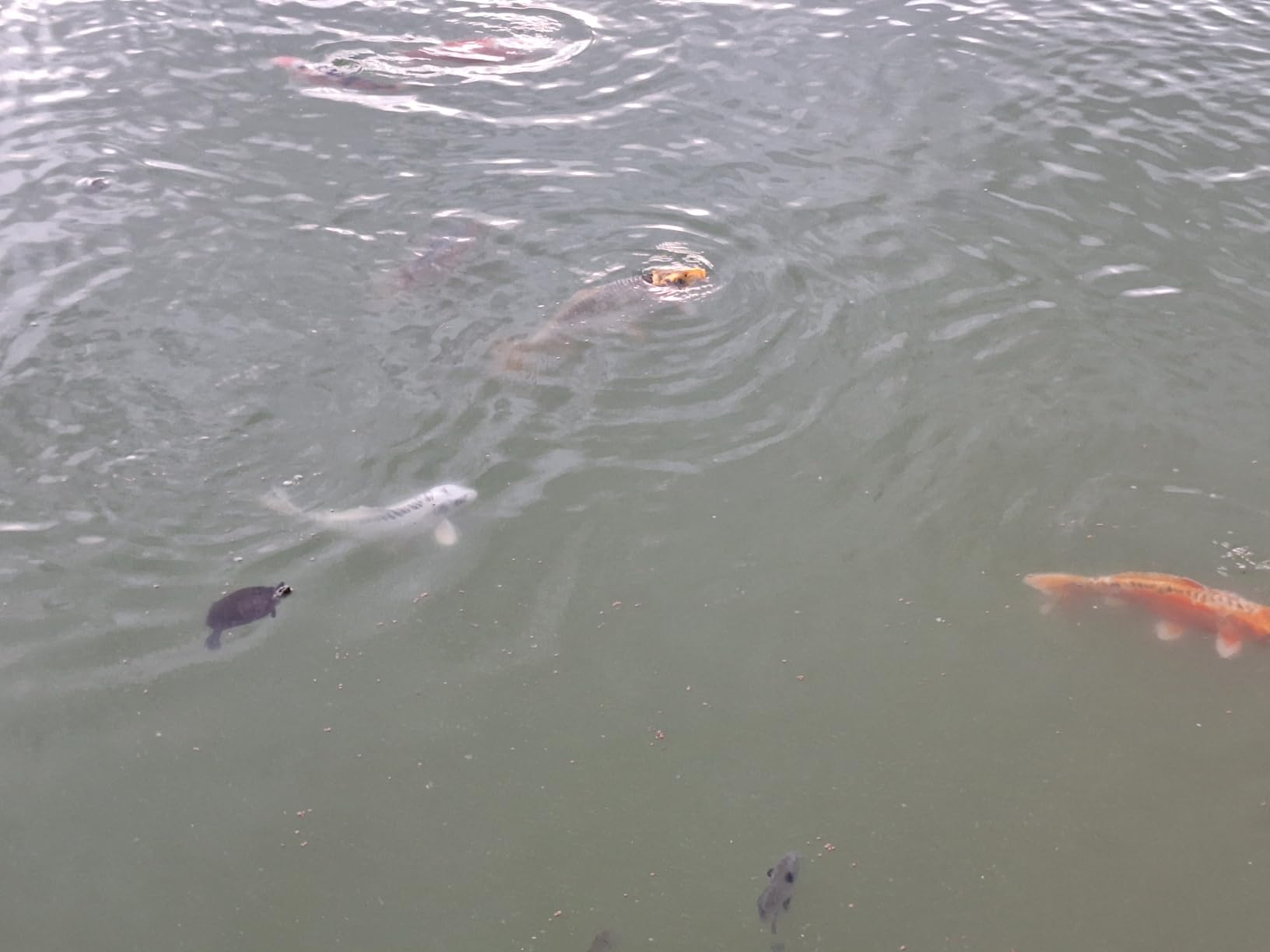 Mazuri Koi Floating Pond Nuggets, Floating Koi Fish Food for Ponds, 20 lbs customer photo 2