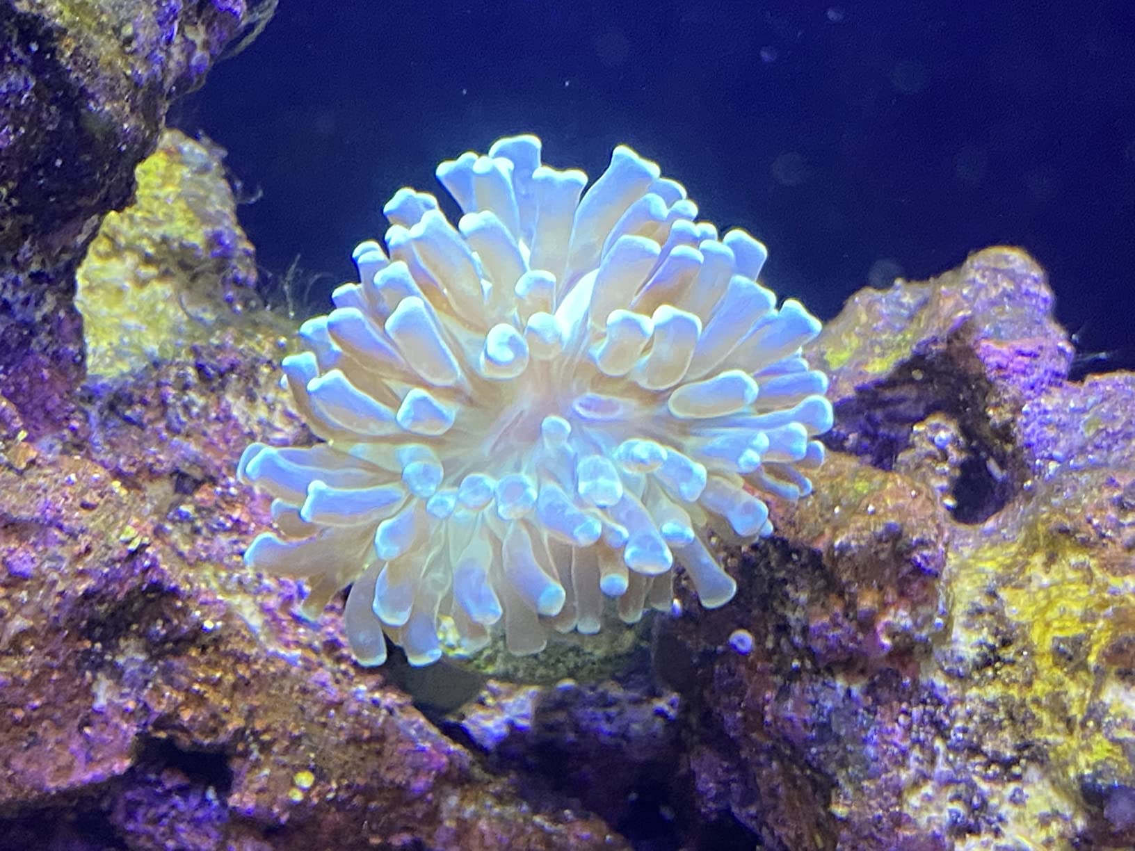 Hikari Coralific Delite Coral Food, 1.23 oz (35g) customer photo 1
