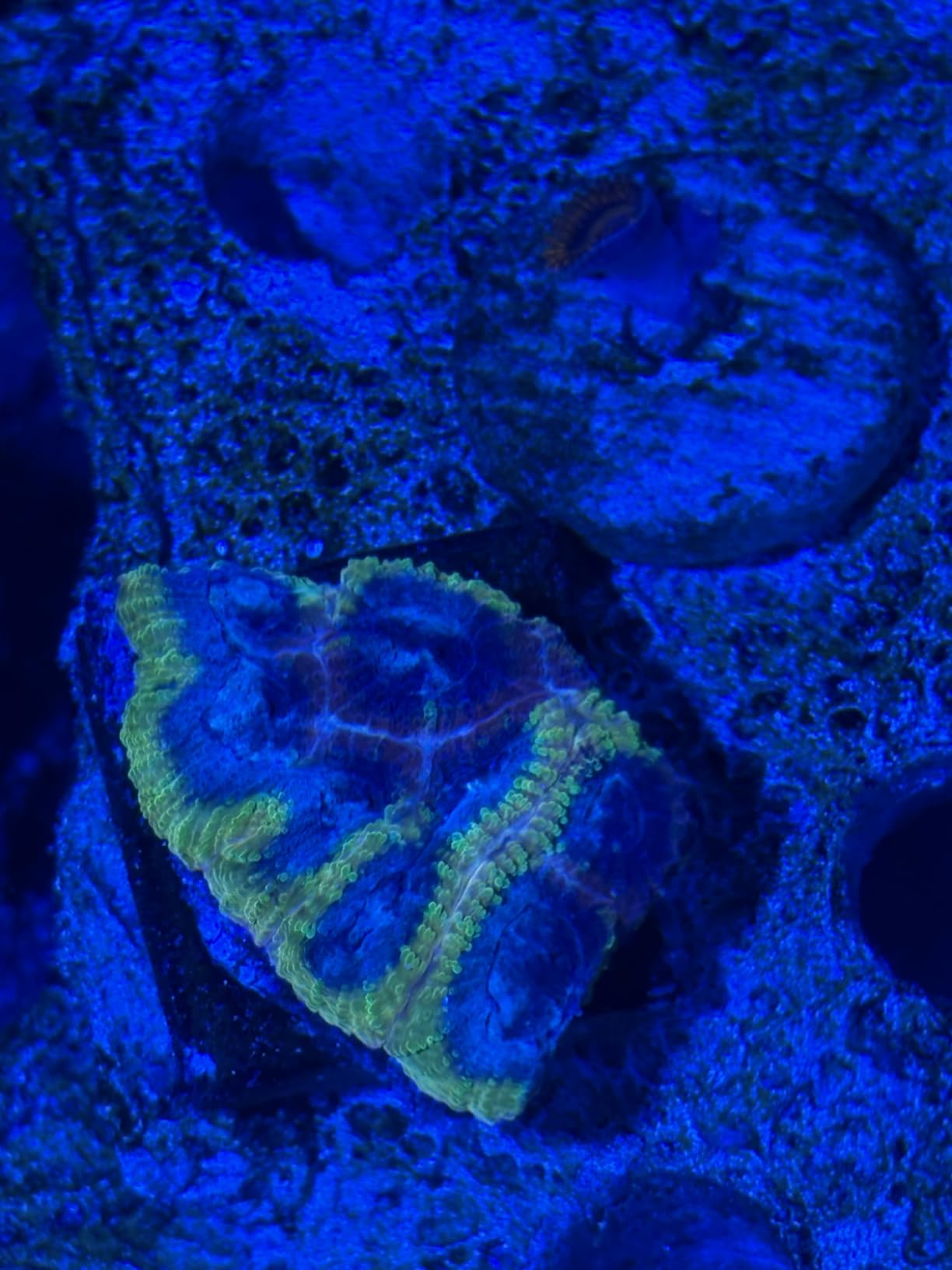 Tropic Marin All-for-Reef Liquid 500 ml customer photo 2