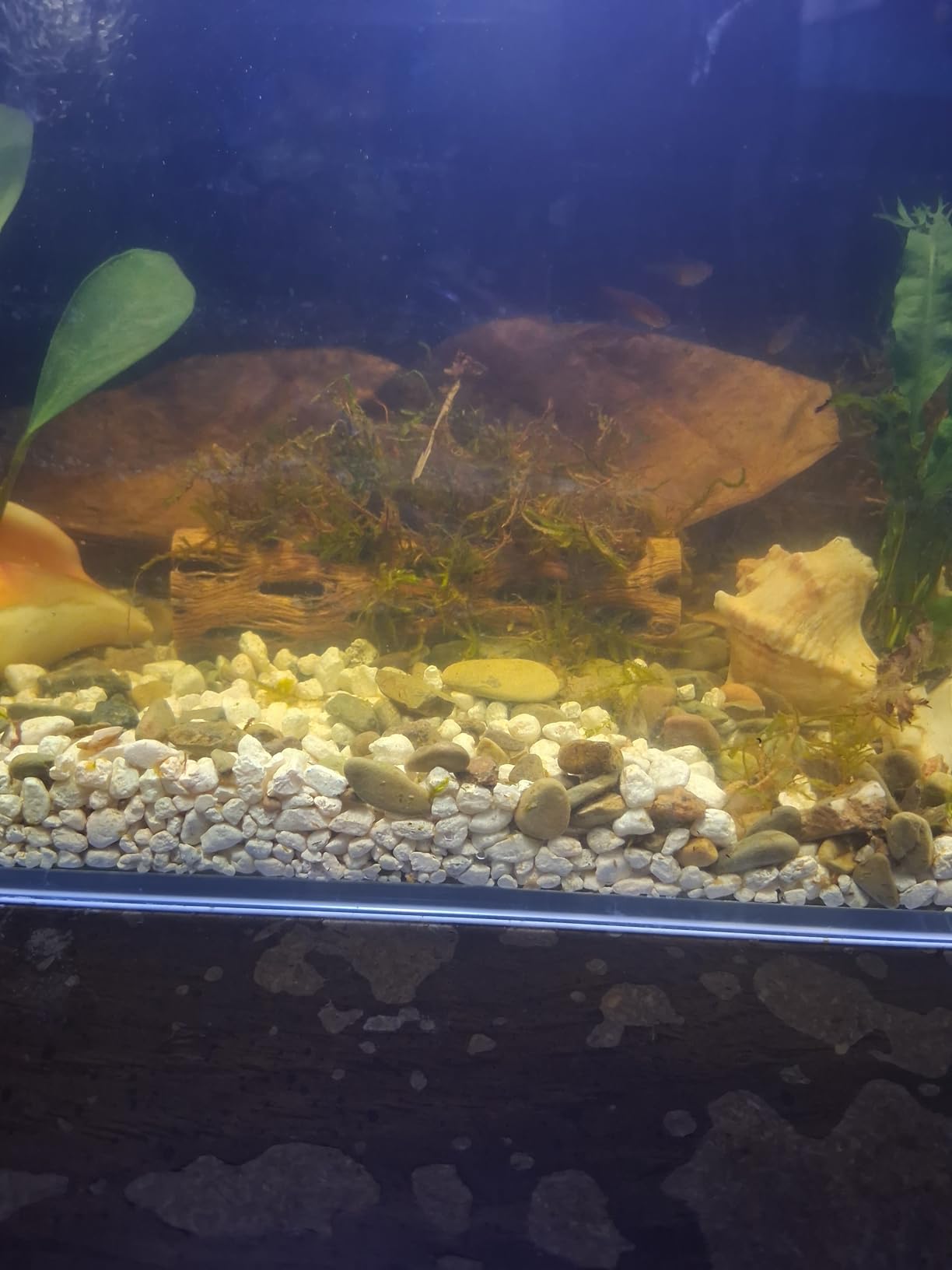 Natural Cholla Wood for Aquarium Decoration Shrimp and Fish Tank (4 Inch (3 Pack)) customer photo 1