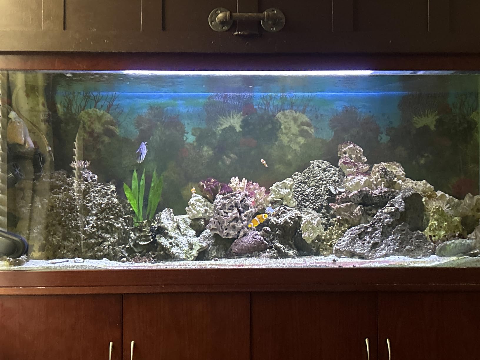 Seachem PhosBond Phosphate Silicate Remover Aquarium Filter Media, 250ml customer photo 1