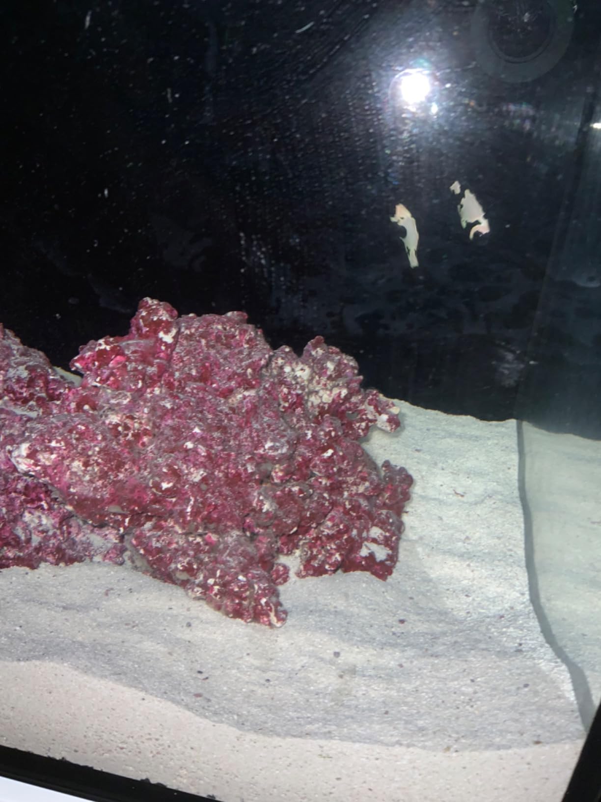 Carib Sea Arag-Alive Substrate Special Grade Reef Sand, 10 lb. customer photo 1