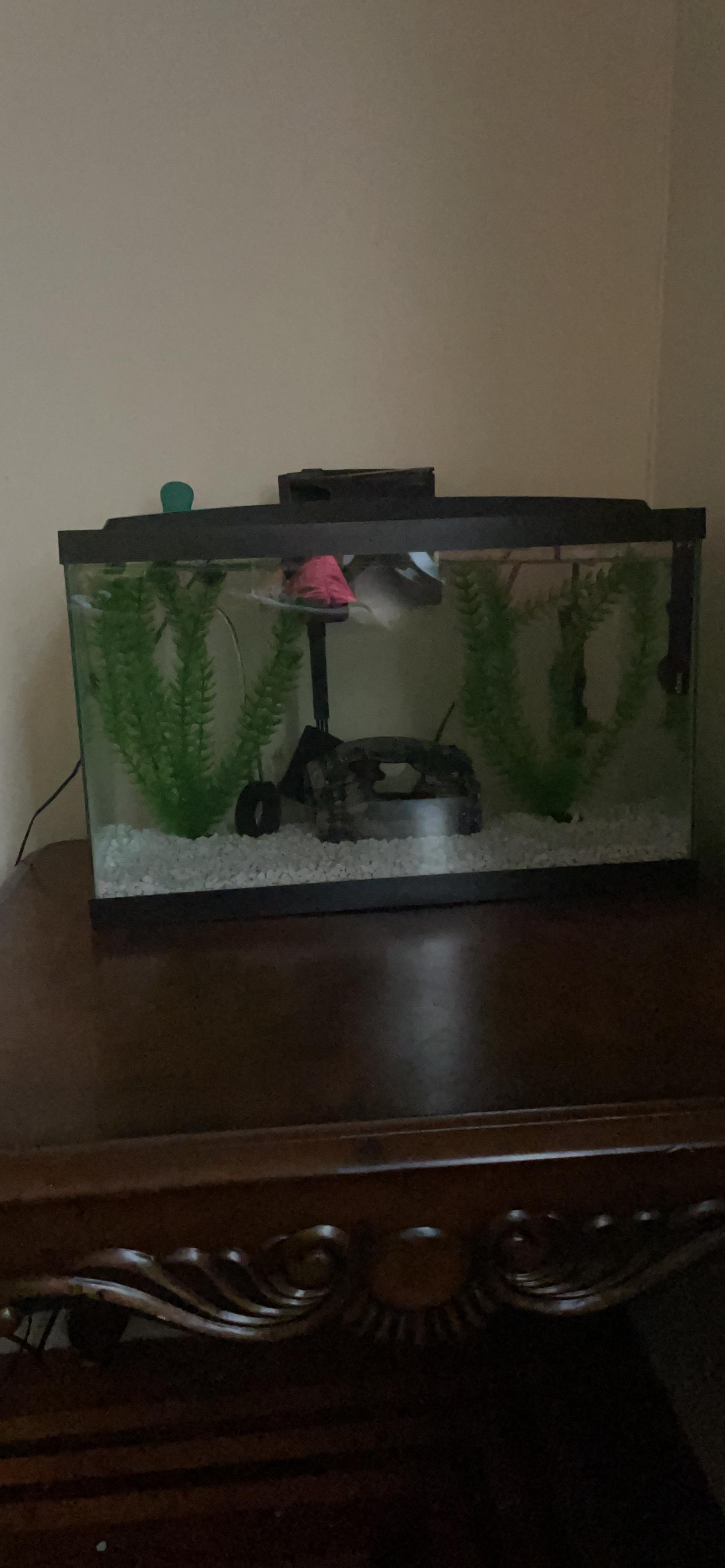 Aqueon Glass Aquarium Fish Tank Starter Kit with LED Lighting, 10 Gallon customer photo 1