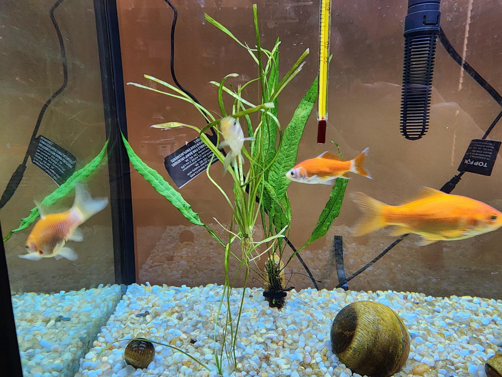 Hikari Sinking Goldfish Excel Fish Food, 3.8 oz. (110g) customer photo 1