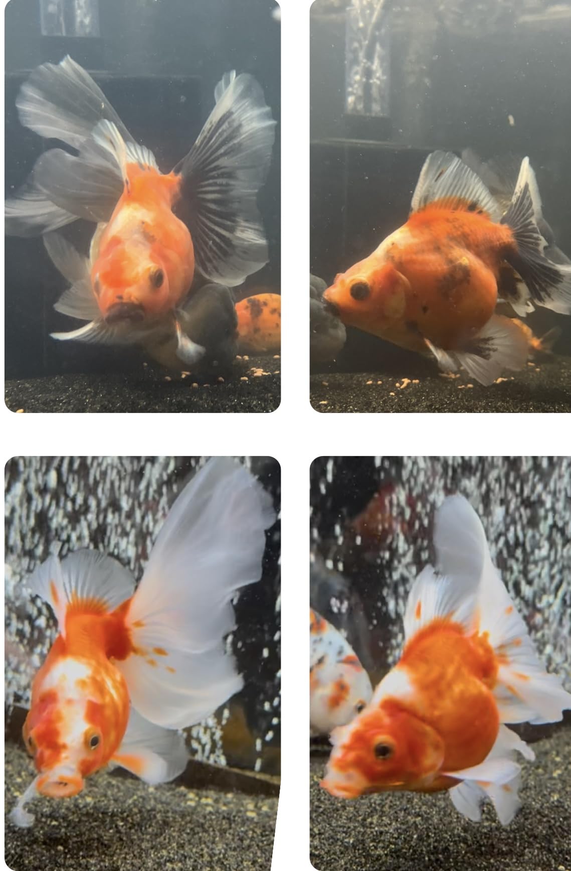 Hikari Sinking Goldfish Excel Fish Food, 3.8 oz. (110g) customer photo 2