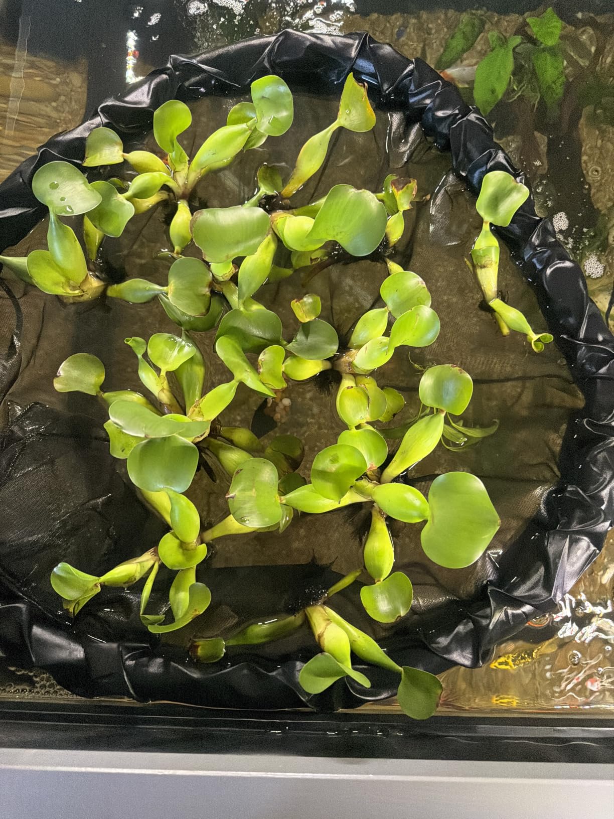 Water Hyacinths Floating Water Garden Plants (12 live plants) customer photo 1
