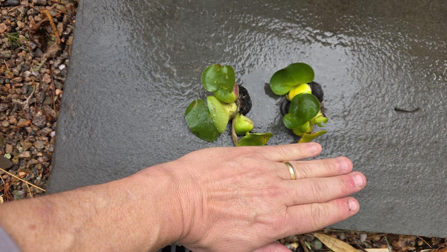 Water Hyacinths Floating Water Garden Plants (12 live plants) customer photo 2