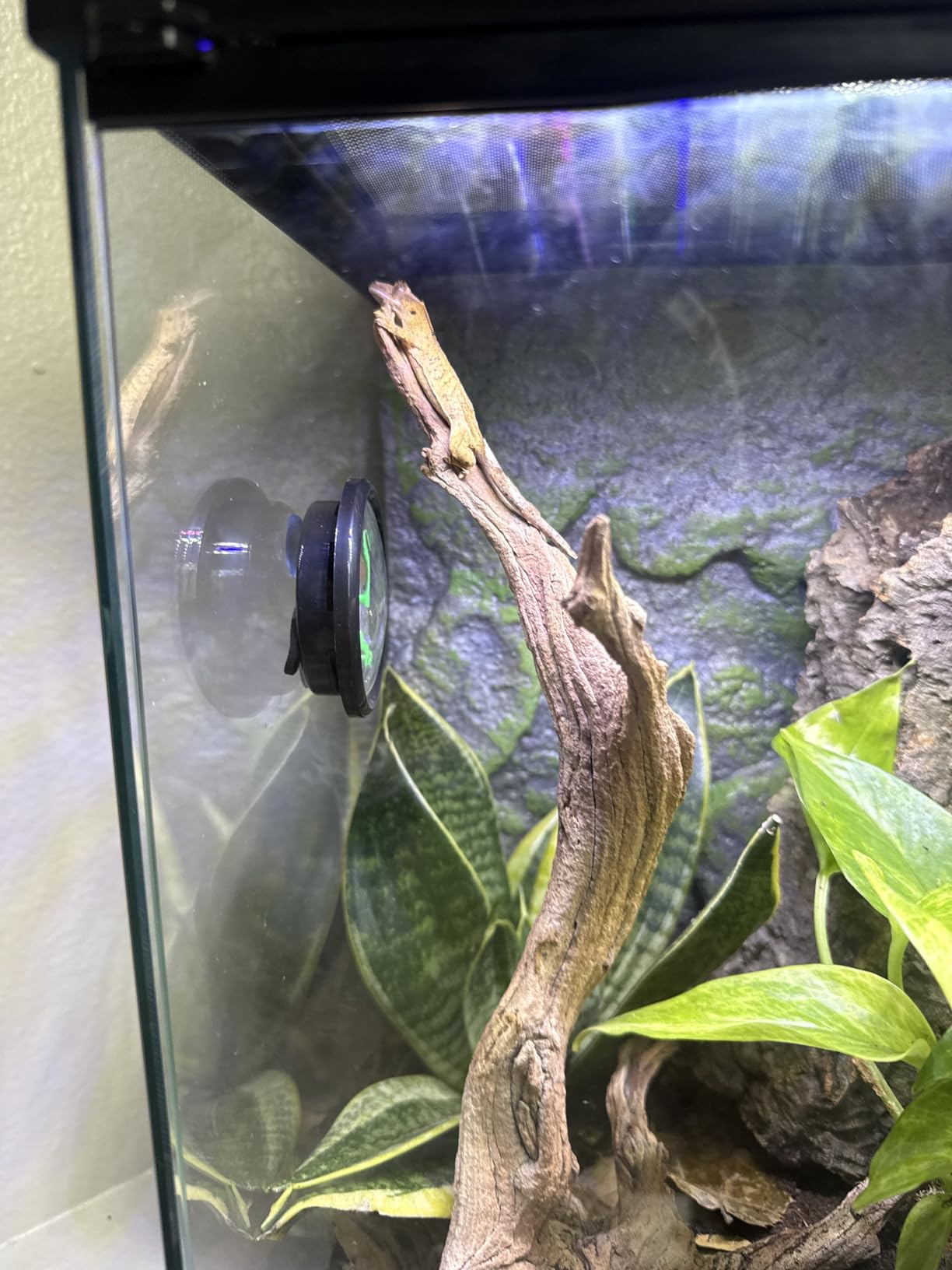 Zilla 11 Gallon Glass Tropical Vertical Terrarium Kit | Front-Opening Door, Hinged Screen Top for Small Arboreal Pets customer photo 2