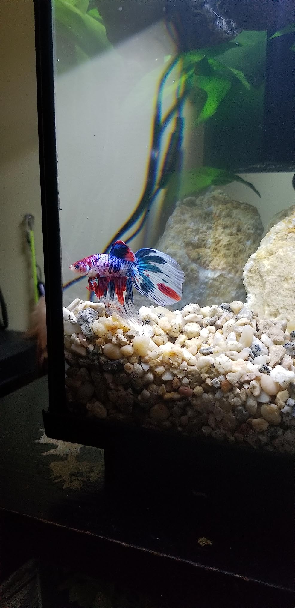 Luigi's Fish Tank Cleaner - Turtle Tank Accessories - Gravel Vacuum for Aquarium - Hand Siphon Hose to Remove and Change Water or Sand in Minutes customer photo 1
