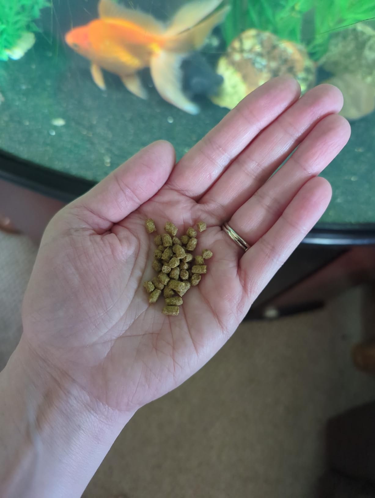 Fluval Bug Bites Goldfish Fish Food, Pellets for Medium to Large Sized Fish, 3.53 oz, A6584 customer photo 1