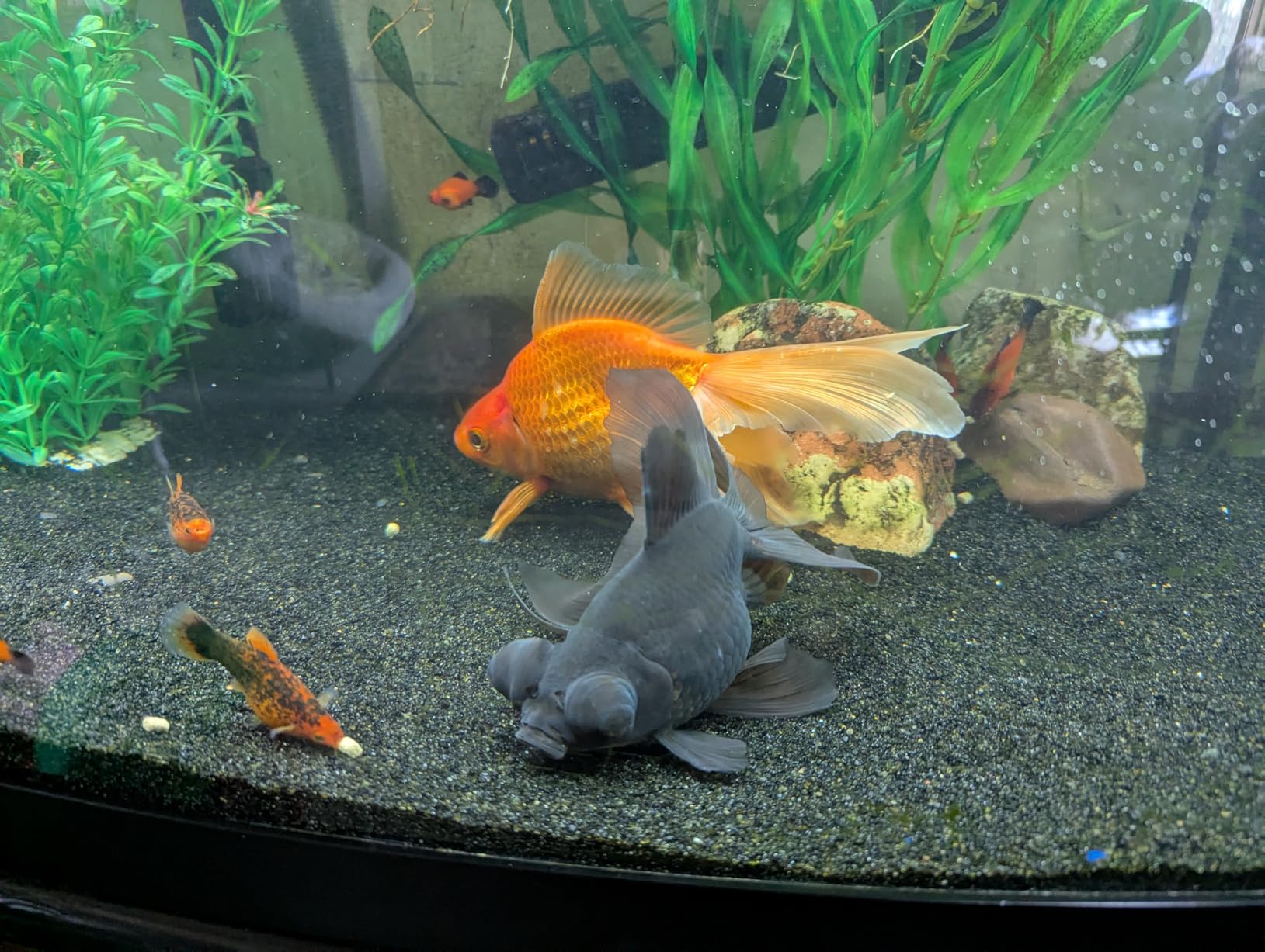 Fluval Bug Bites Goldfish Fish Food, Pellets for Medium to Large Sized Fish, 3.53 oz, A6584 customer photo 2