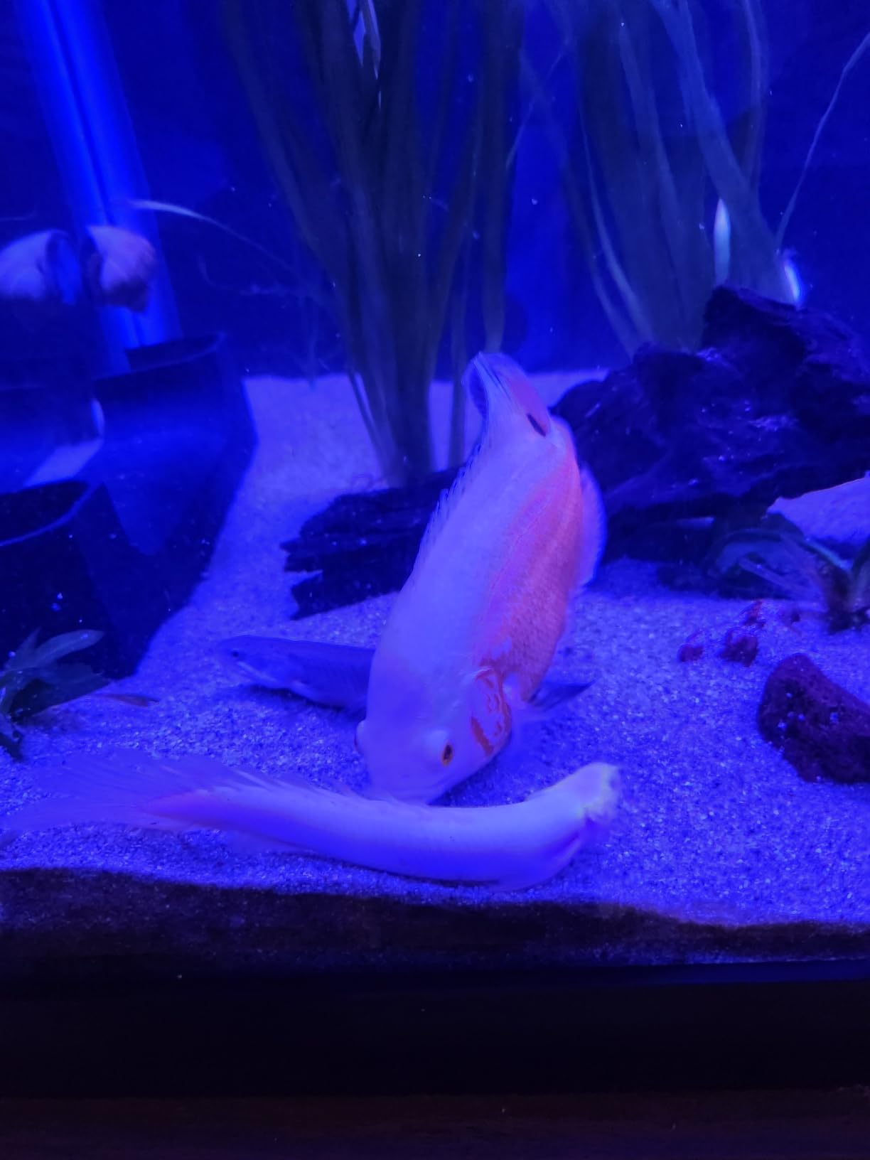 Xtreme Cichlid Peewee 1.5 mm Pellets - Proven Nutrition for Cichlids, USA Farm Grown (20oz) customer photo 1