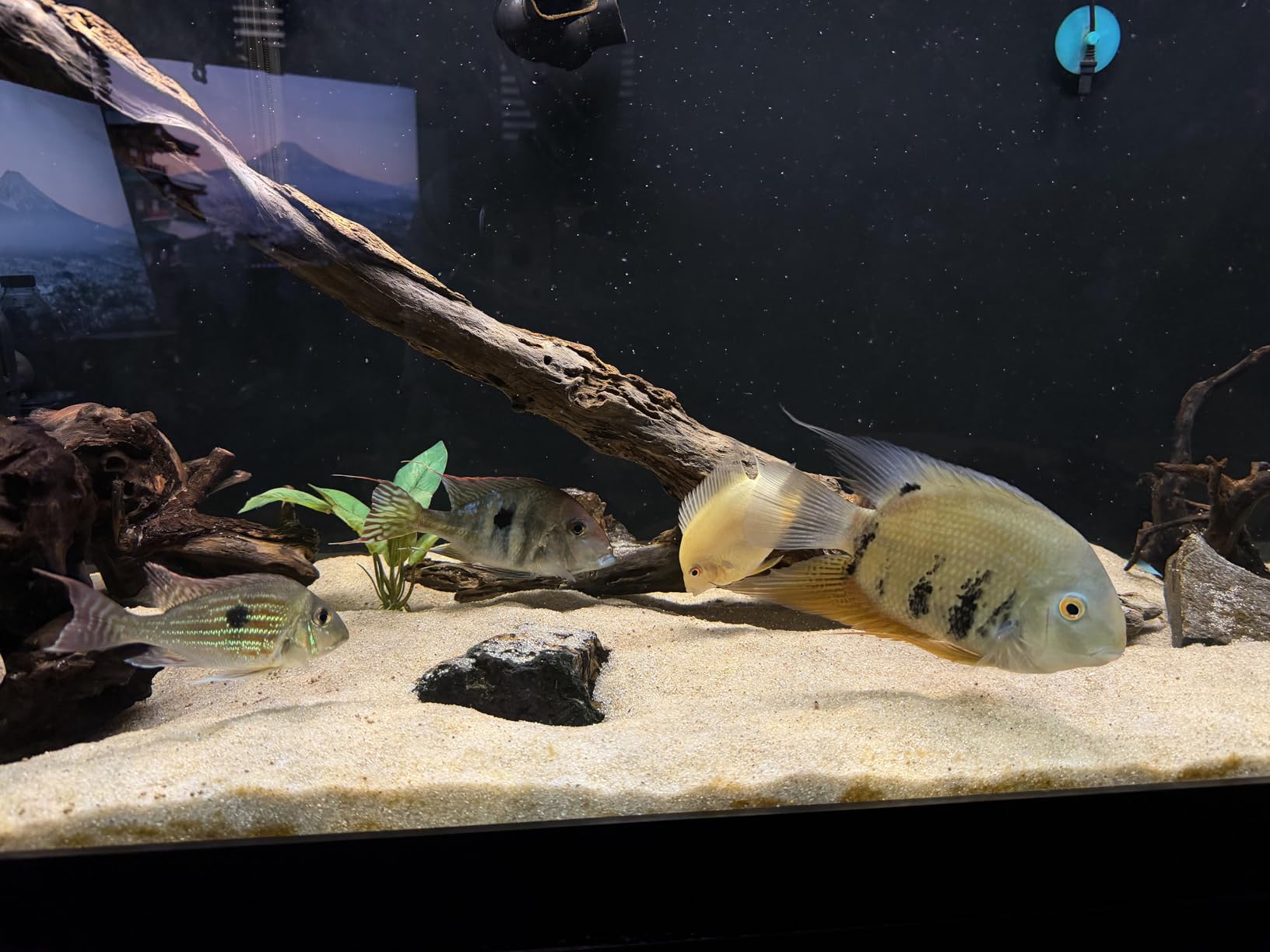 Xtreme Cichlid Peewee 1.5 mm Pellets - Proven Nutrition for Cichlids, USA Farm Grown (20oz) customer photo 2