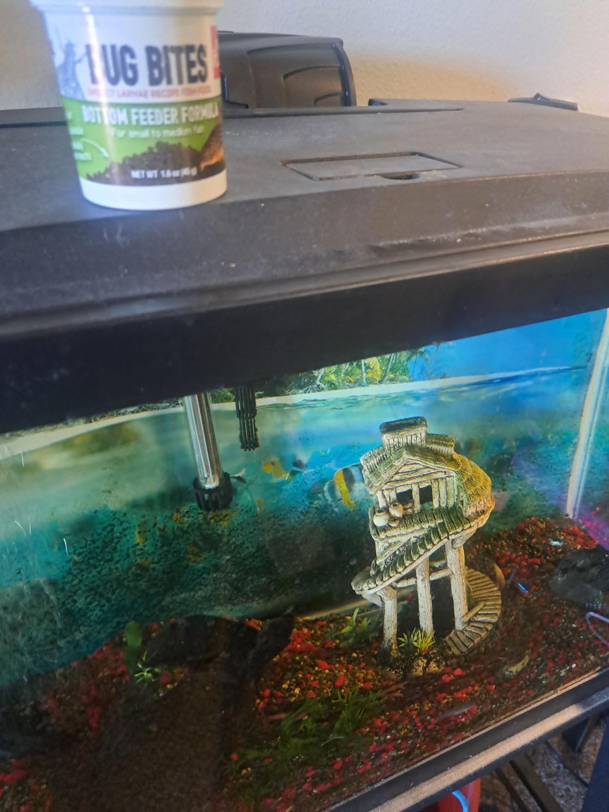Fluval Bug Bites Bottom Feeder Fish Food, Granules for Small to Medium Sized Fish, 1.60 Oz., A6586 customer photo 1
