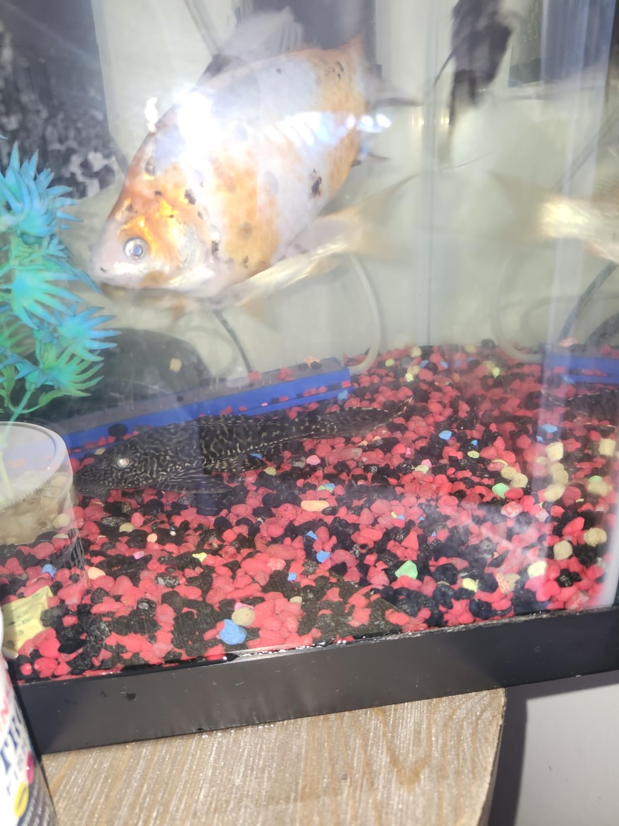 Fluval Bug Bites Cichlid Fish Food, Pellets for Medium to Large Sized Fish, 3.53 oz. customer photo 2