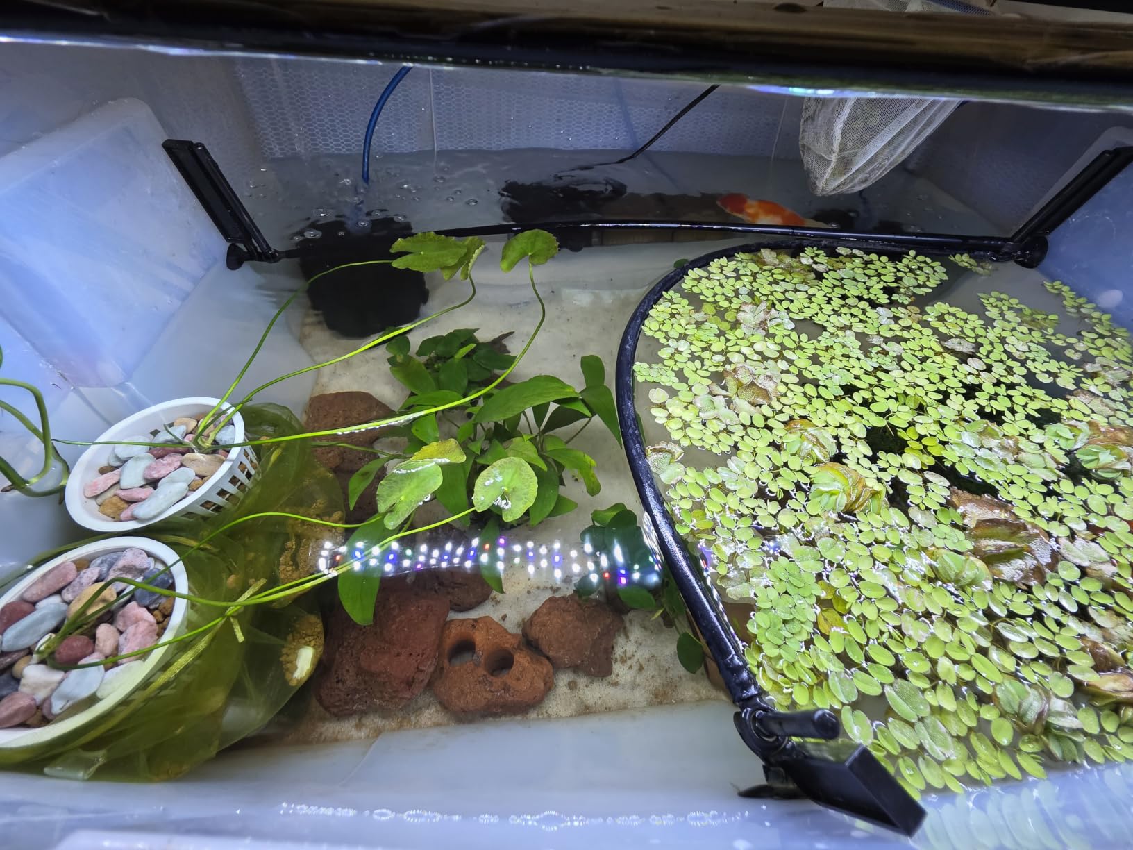 AQUANEAT Aquarium Sponge Filter Breeding Fry Betta Shrimp Nano Fish Tank 4pcs (Large up to 60Gal) customer photo 1