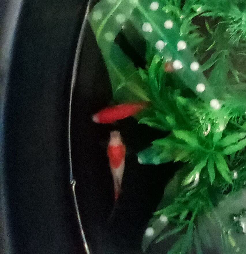 AQUANEAT Aquarium Sponge Filter Breeding Fry Betta Shrimp Nano Fish Tank 4pcs (Large up to 60Gal) customer photo 2