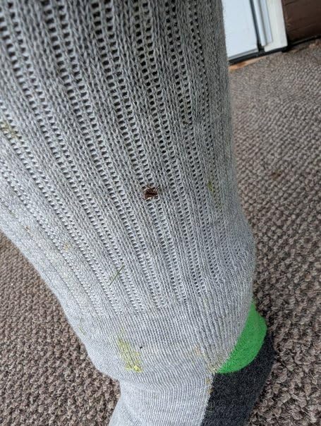 Sport Crew Socks, Stretchy and Comfortable Crew Socks with Padding and Built in Bug and Tick Protection customer photo 1
