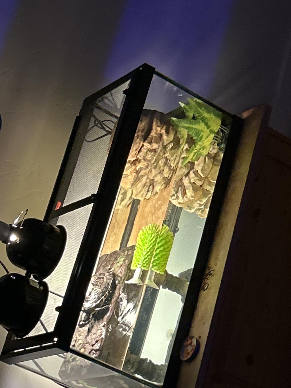 Tetra 20 Gallon Deluxe Aquarium Kit for Aquatic Turtles | Includes 2 Heat Lamps, 20 Gallon Glass Tank With Screen, Decorative Water Filter With Cartridges, Basking Platform, Plant customer photo 1