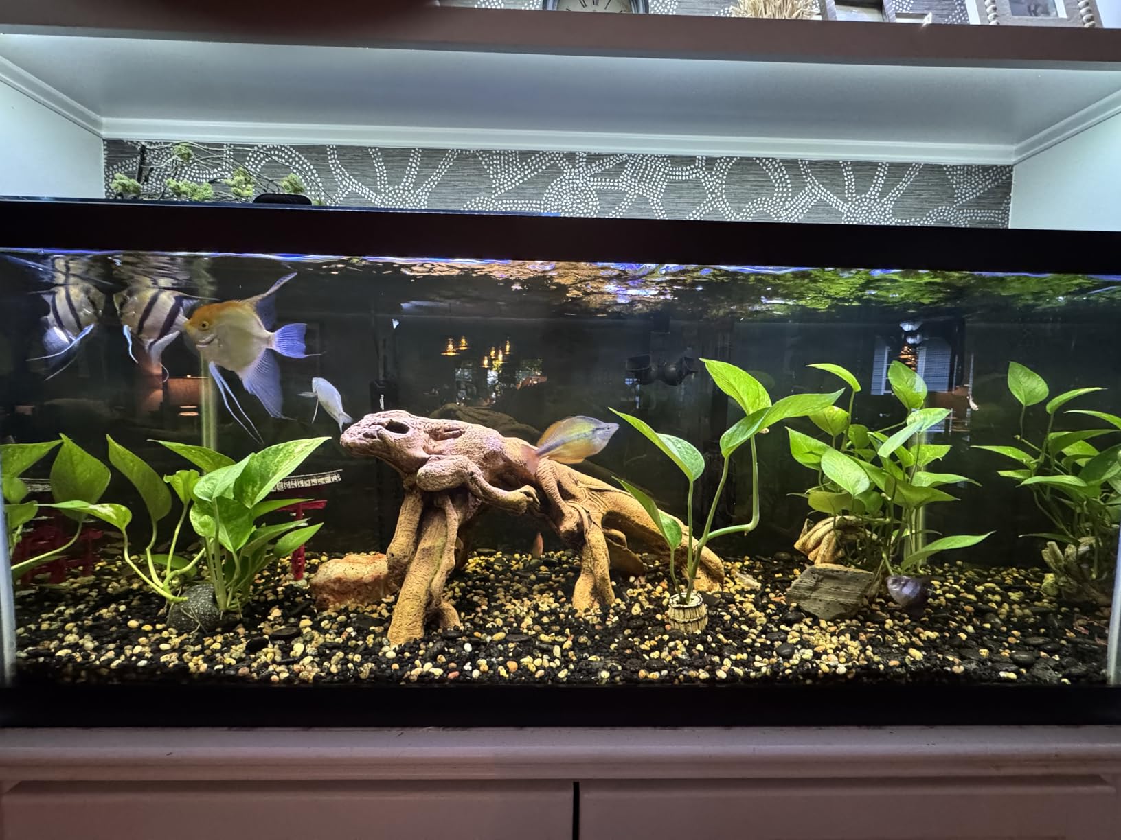 Biohome Ultimate Filter Media (1 LB) Premium Aquarium & Pond Filtration customer photo 1