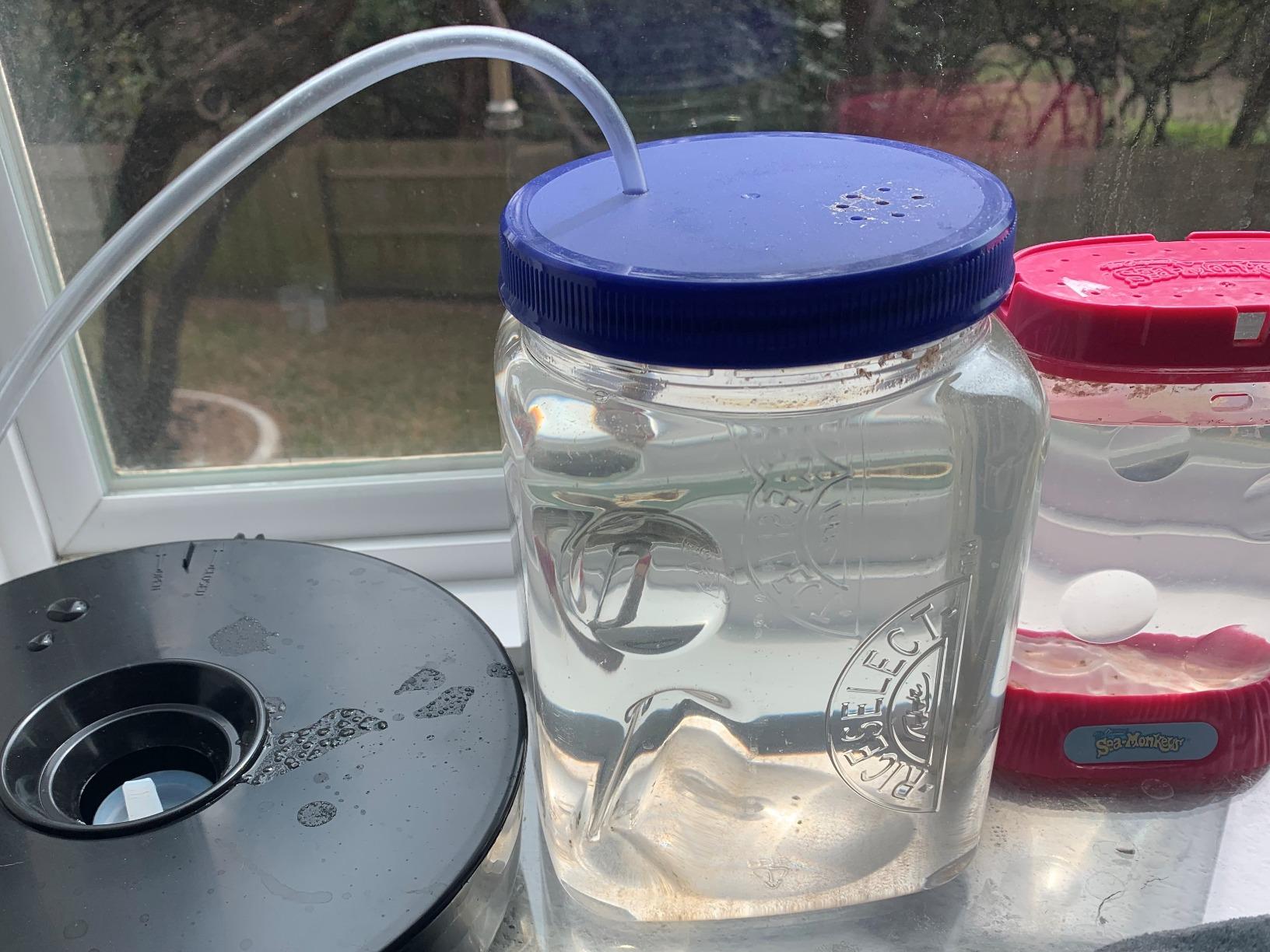 Brine Shrimp Hatchery Dish + 3 Months Supply of Brine Shrimp Eggs (1.75oz Grade A) customer photo 1