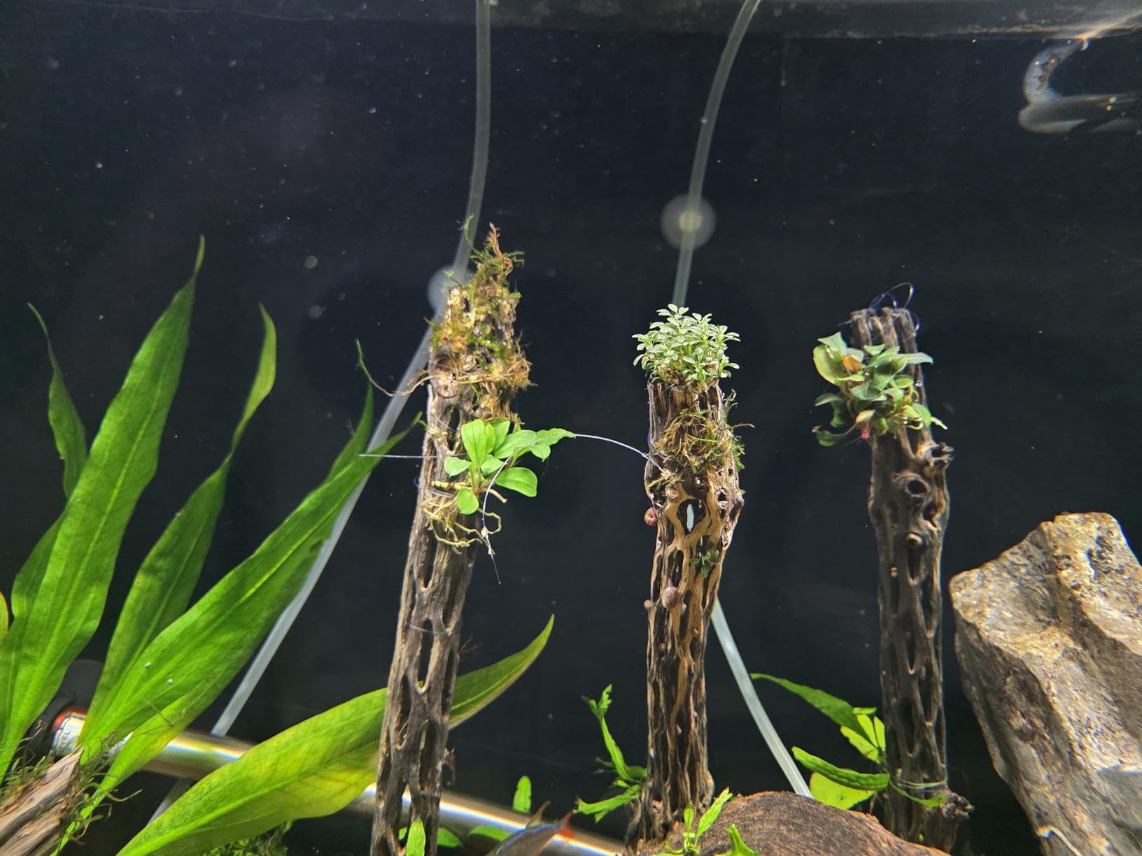Awesome Aquatic Natural Staghorn Cholla Wood Tube, 3 Pack, 6 Inch | Biofilm surface Secure hiding places Shrimp habitat Pleco shelter Hermit crab climbing Aquarium décor Terrarium décor customer photo 1