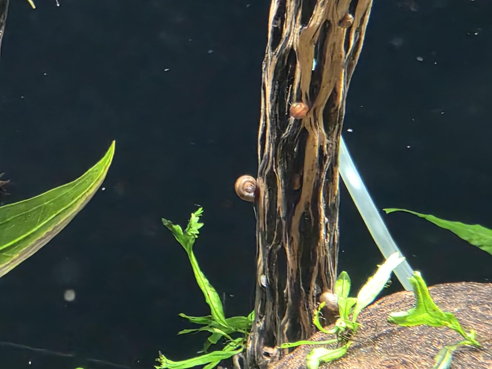 Awesome Aquatic Natural Staghorn Cholla Wood Tube, 3 Pack, 6 Inch | Biofilm surface Secure hiding places Shrimp habitat Pleco shelter Hermit crab climbing Aquarium décor Terrarium décor customer photo 2