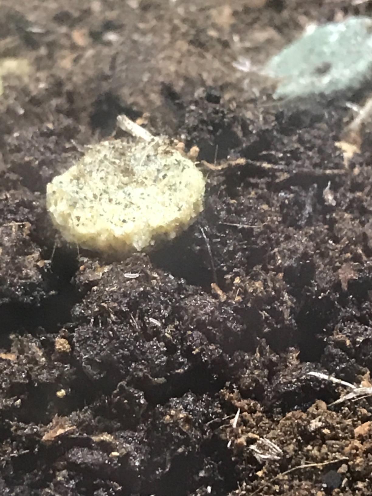 Josh's Frogs Clean Up Crew Cuisine (2.75 oz) customer photo 1