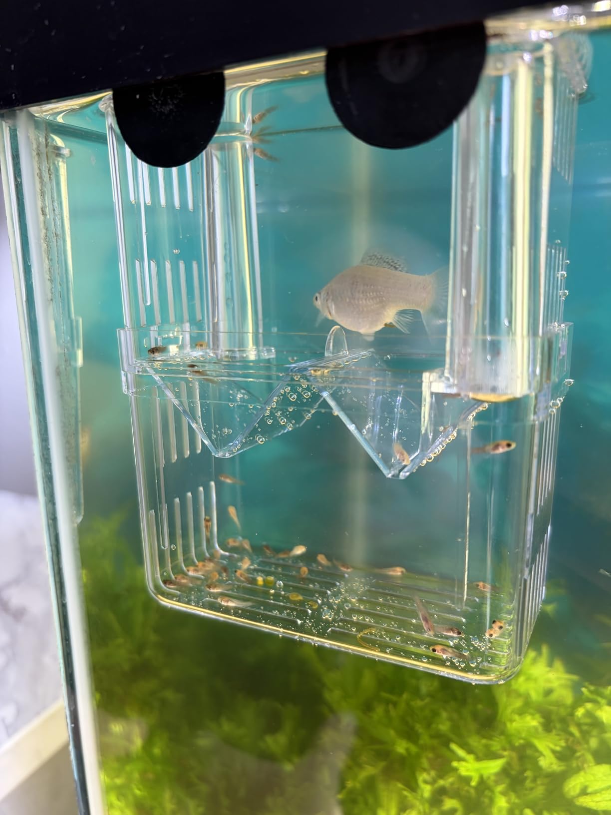 Aquarium Hatchery Incubator Breeding Box, Fish Tank Acrylic Isolation Box Safe Hatchery & Isolation Space,High-Clarity Acrylic Construction,Ideal for Small Baby Fishes Shrimp Clownfish Guppy customer photo 1