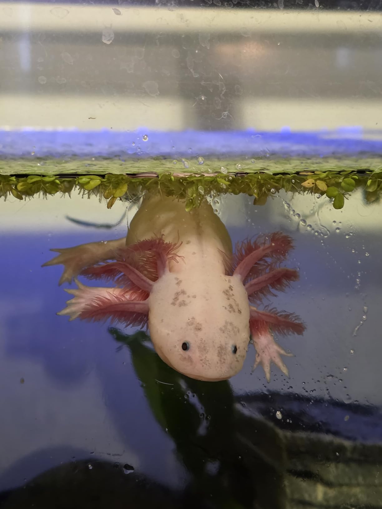Soft Pellets for Axolotls - Moist Sinking Diet for Axolotl, Newts, Salamanders & Other Small Amphibians (3 oz (85g)) customer photo 1