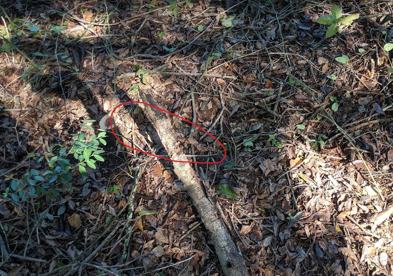 Rocky Snake Country 17
