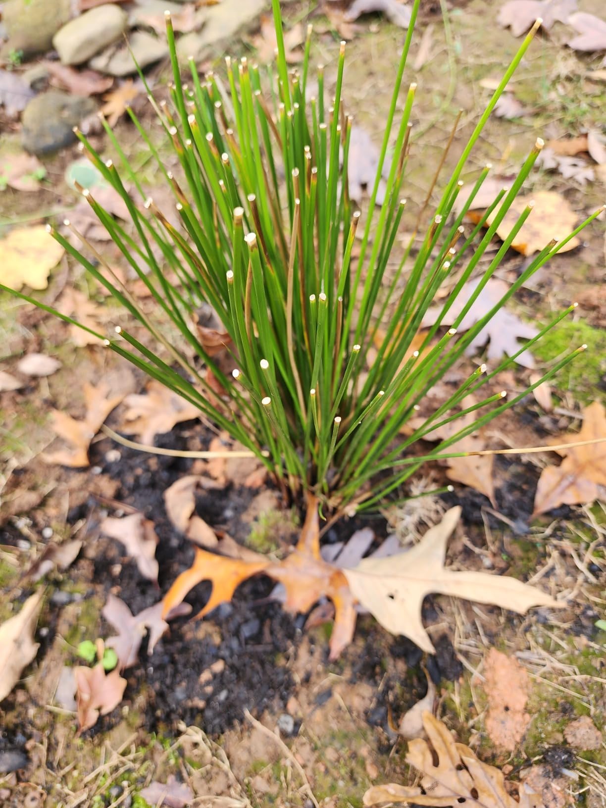 Juncus effusus (Common Soft Rush) Ornamental Grass, Size-#1 Container, Rich Green Foliage customer photo 1