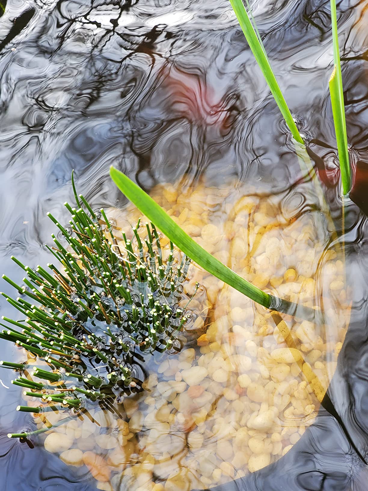 Juncus effusus (Common Soft Rush) Ornamental Grass, Size-#1 Container, Rich Green Foliage customer photo 2