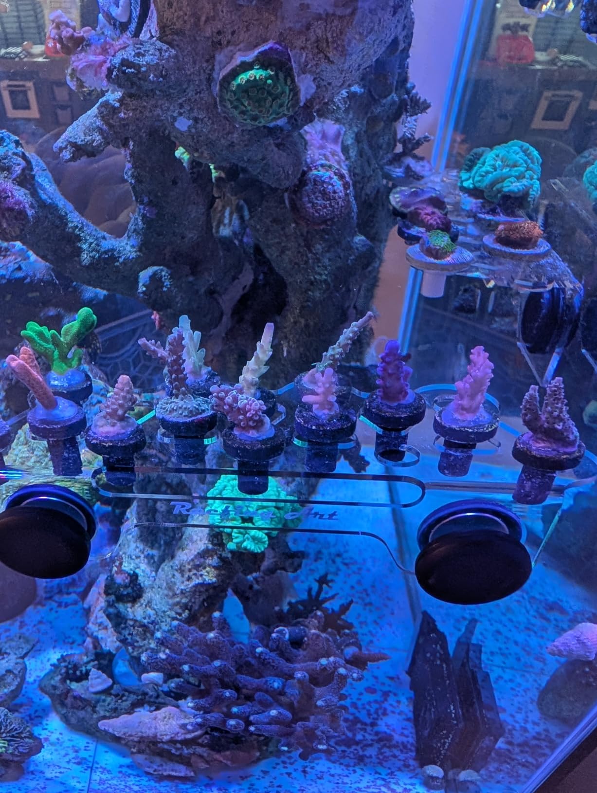 Magnetic Coral Frag Rack Strongest N52 Magnets Holds up to 41 Plugs (Medium Slim) customer photo 1