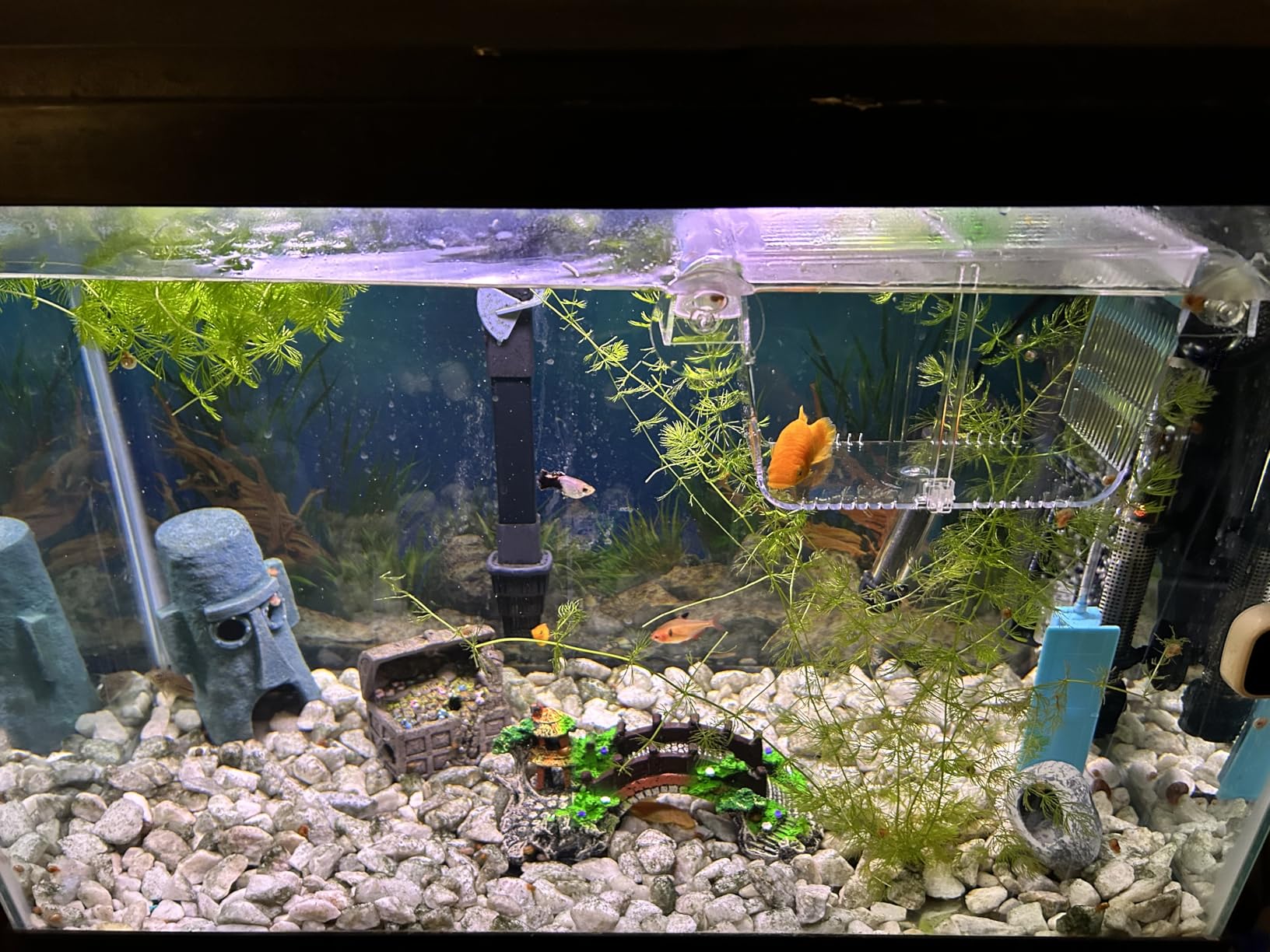 capetsma Fish Breeding Box, Acrylic Fish Isolation Box with Suction Cups, Aquarium Acclimation Hatchery Incubator for Baby Fishes Shrimp Clownfish and Guppy, Small Size (S) customer photo 1
