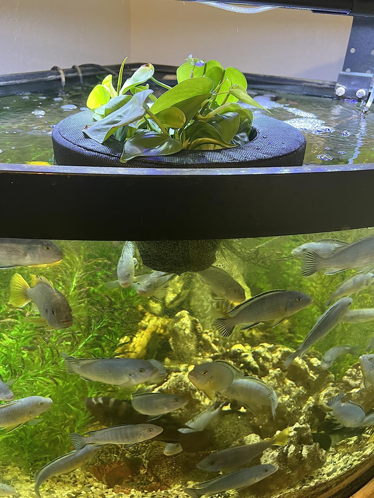 PondH2o Floating Aquatic Pond Planter Basket, 10 Inch (26cm) Round | Ponds and Water Features customer photo 1