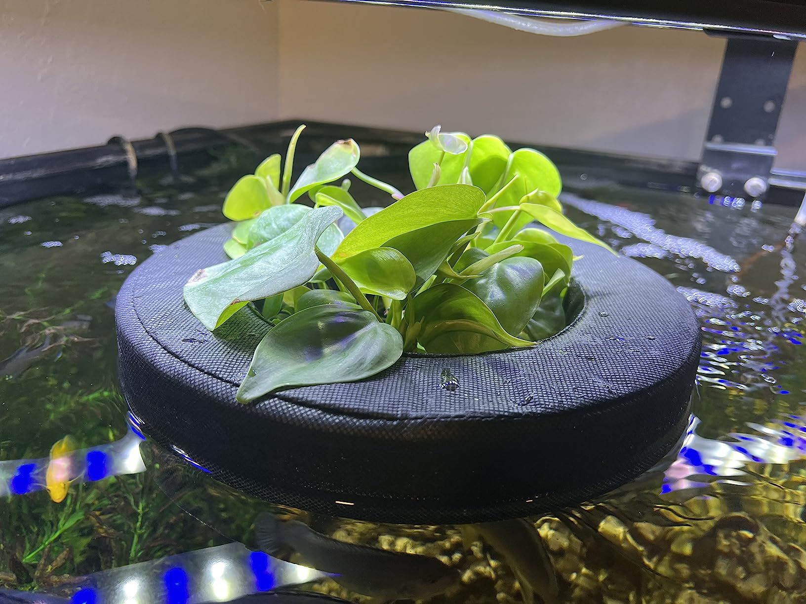 PondH2o Floating Aquatic Pond Planter Basket, 10 Inch (26cm) Round | Ponds and Water Features customer photo 2