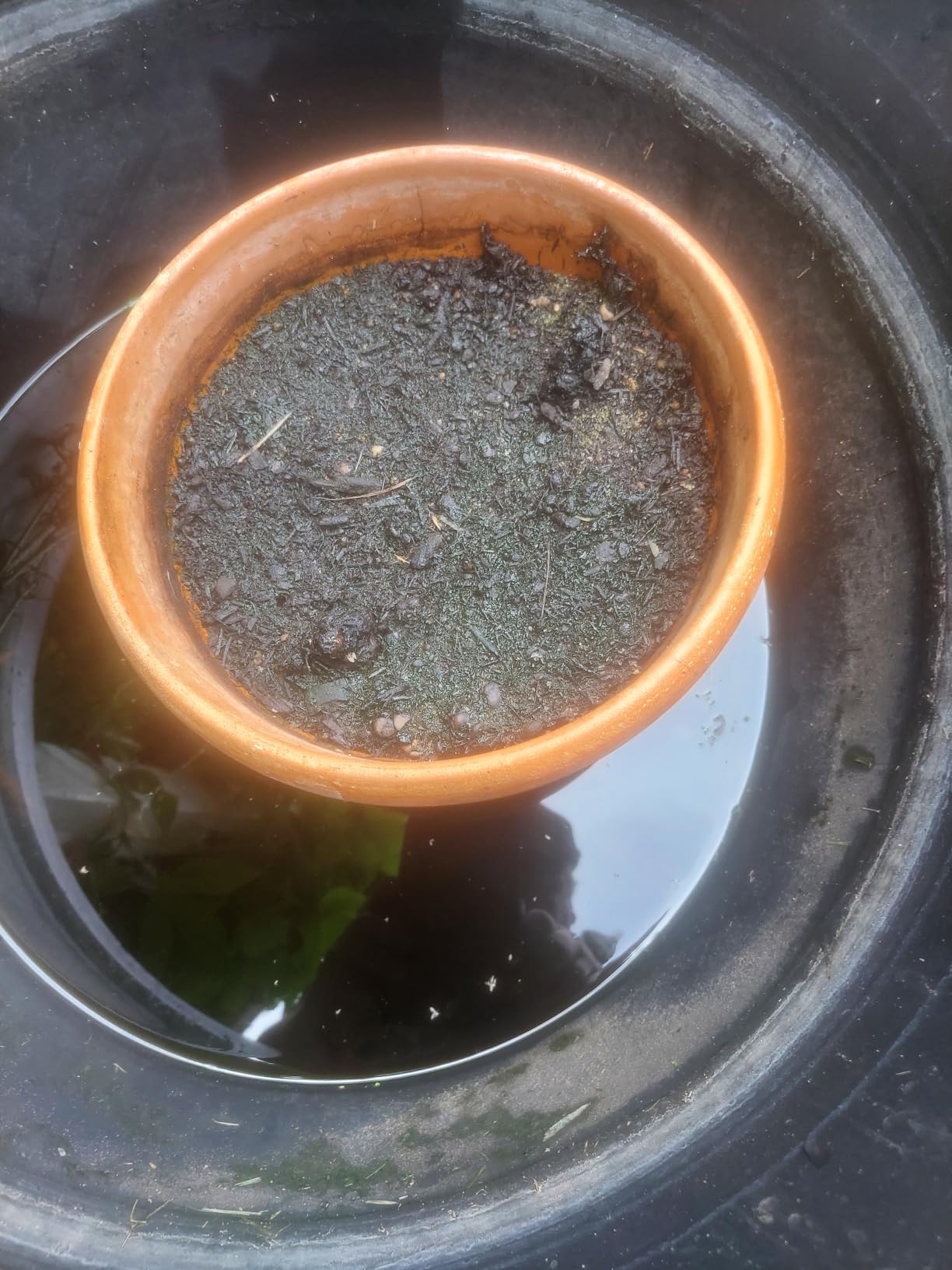 Live Water Lilies Rhizomes (Tubers) | Pre-Grown Hardy Lilies in White, Red, Yellow, Pink customer photo 2