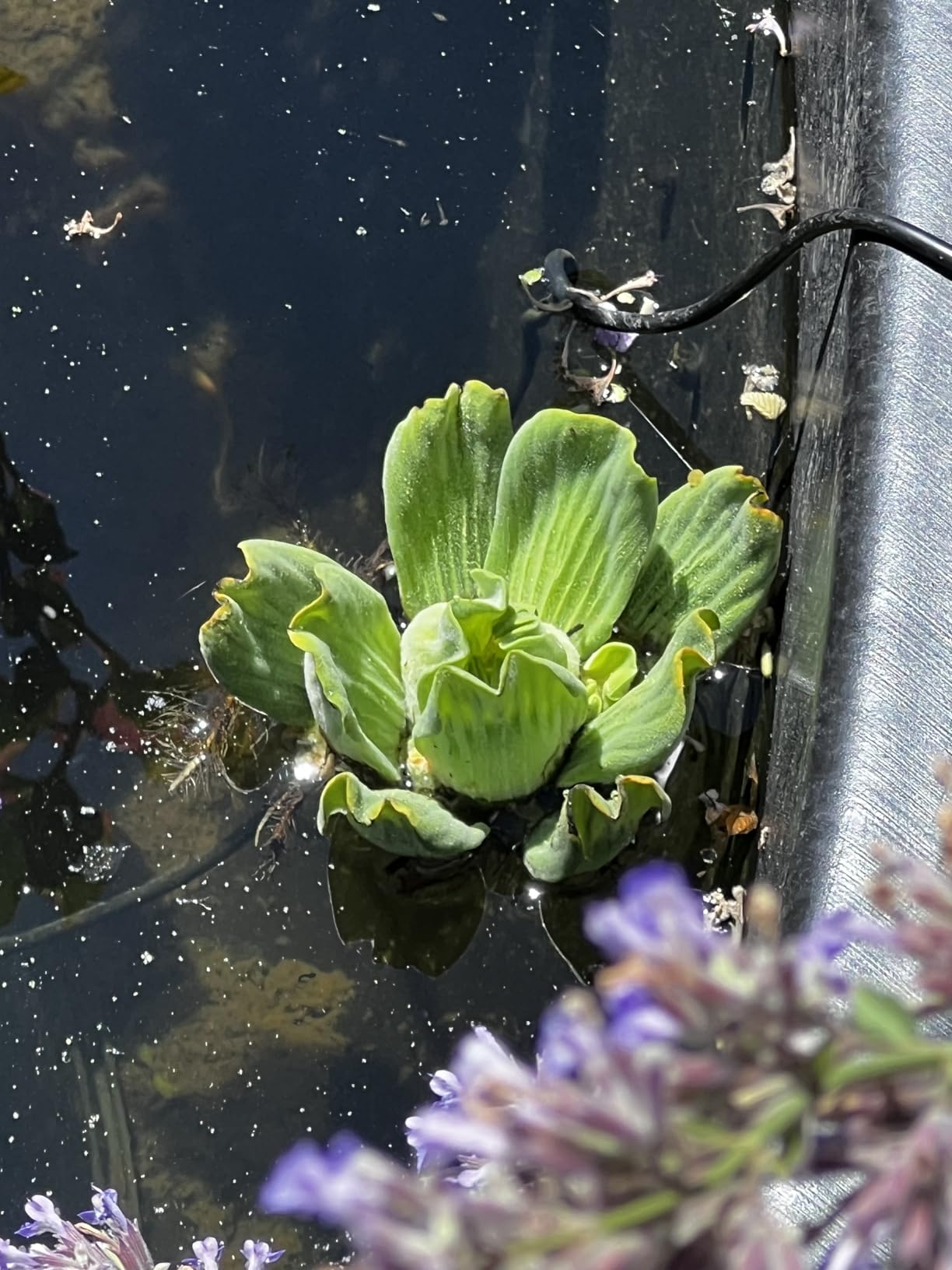 Water Lettuce - Easy Live Pond Floating Plant customer photo 1