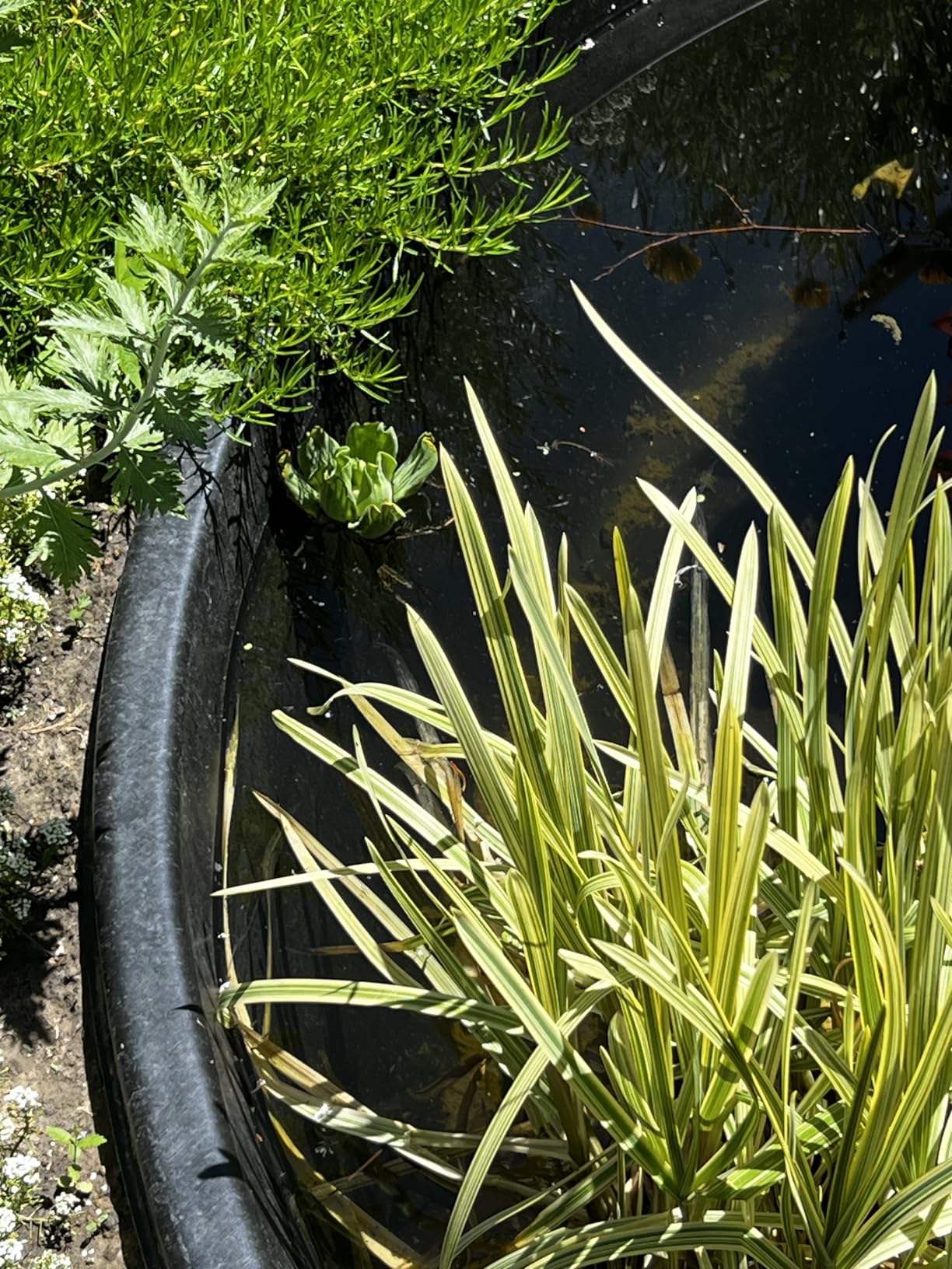 Water Lettuce - Easy Live Pond Floating Plant customer photo 2