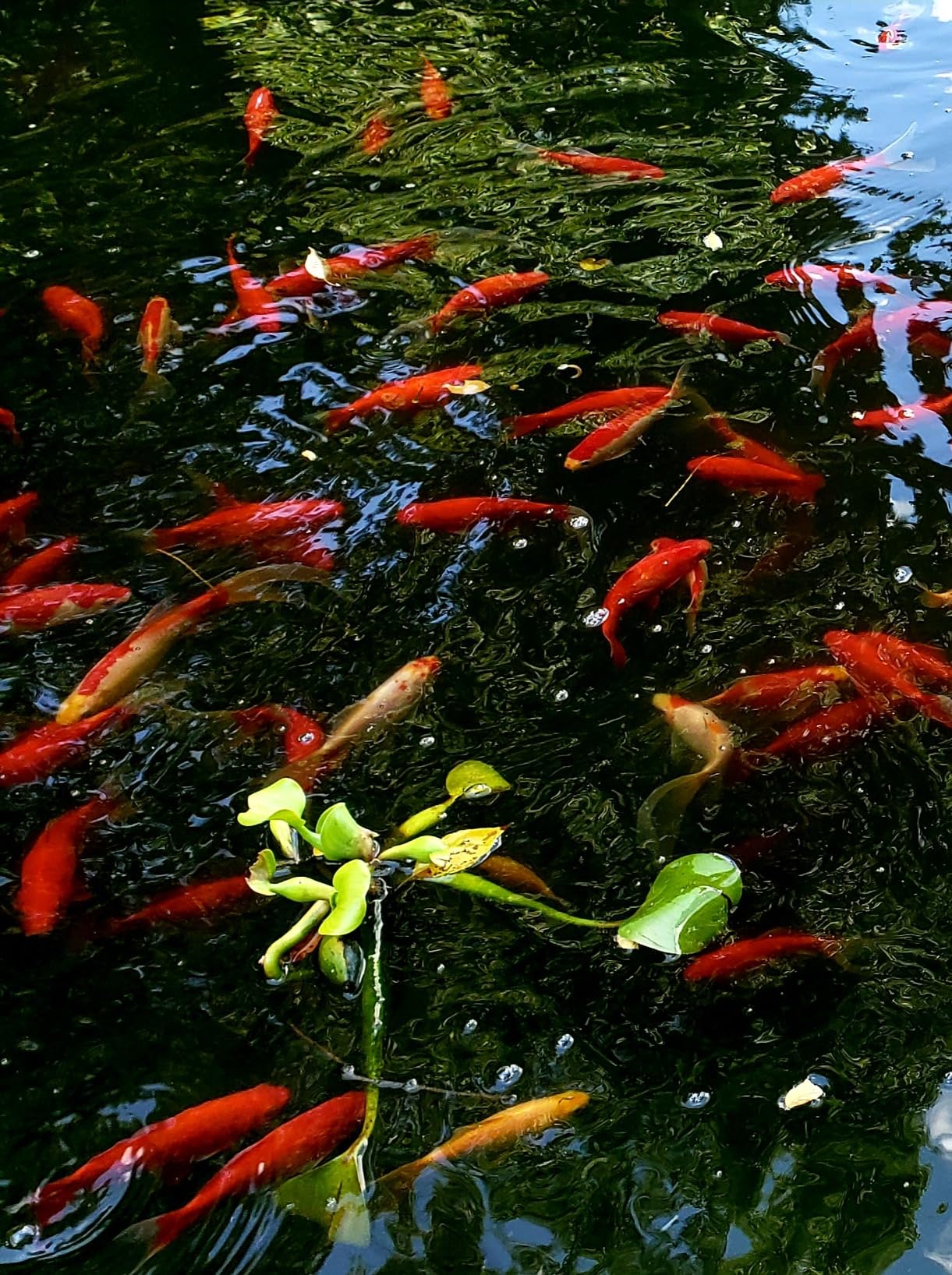 The Pond Guy UltraUV Pond Water Clarifier, EPA Registered UV Light, 13 Watt | UVC treatment for planktonic algae and green water; safe for plants, koi fish, ducks, turtles and aquatic life customer photo 2