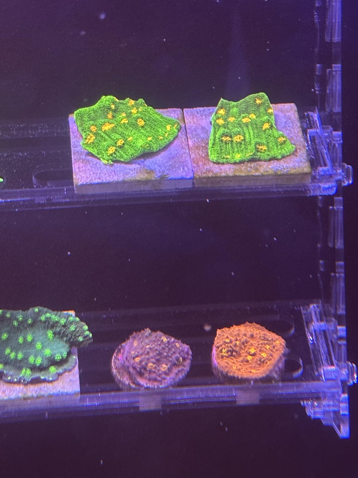 Vertical Frag Rack Holds up to 84 Coral frag Plugs Hang on Back (Large) customer photo 1