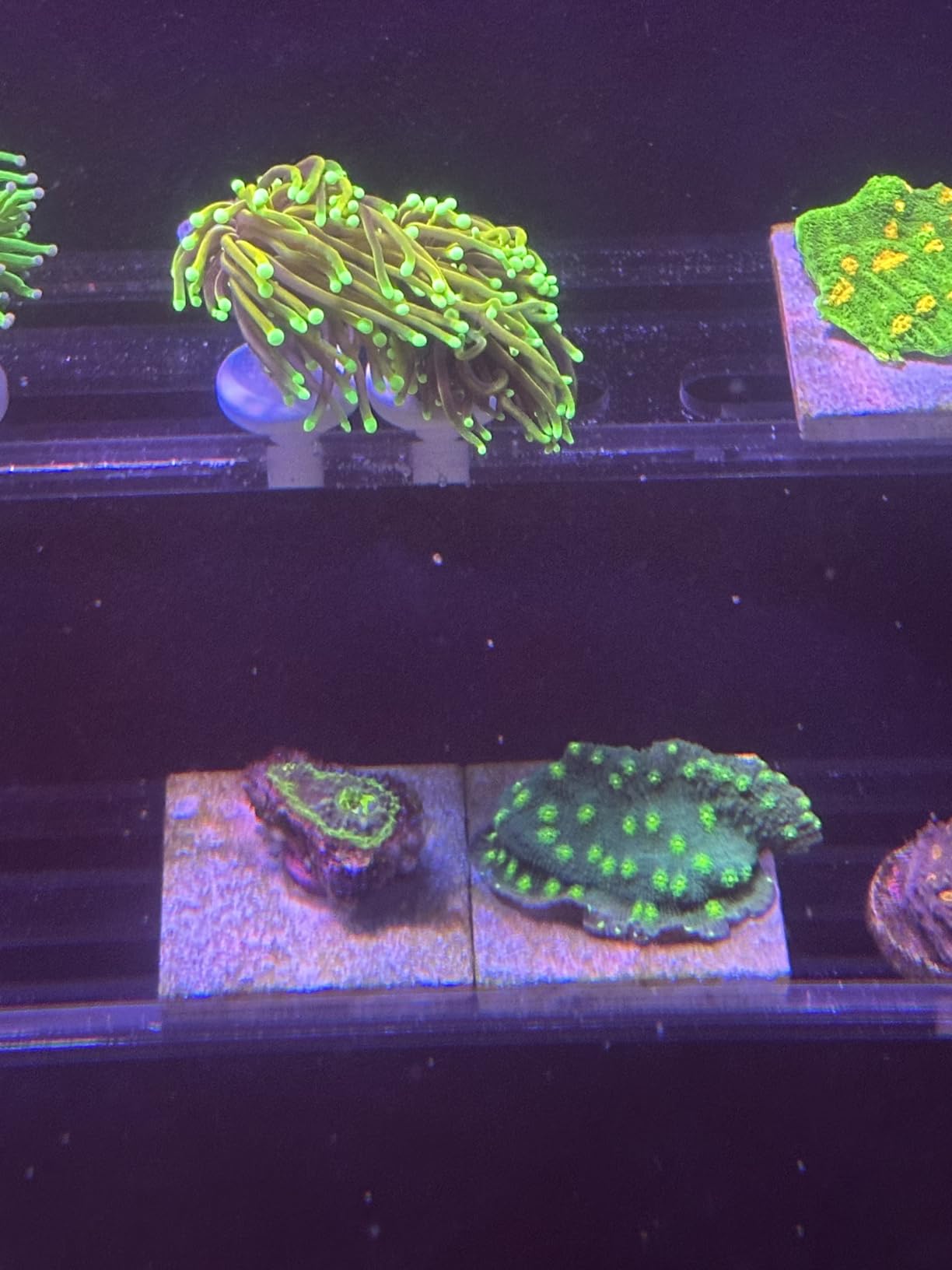 Vertical Frag Rack Holds up to 84 Coral frag Plugs Hang on Back (Large) customer photo 2