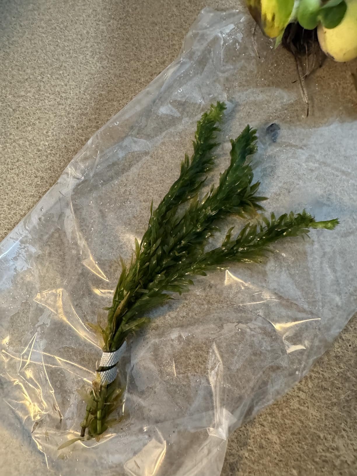 Pond Oxygenating Elodea Anacharis Bunch Plants - Imported and USDA Approved customer photo 1
